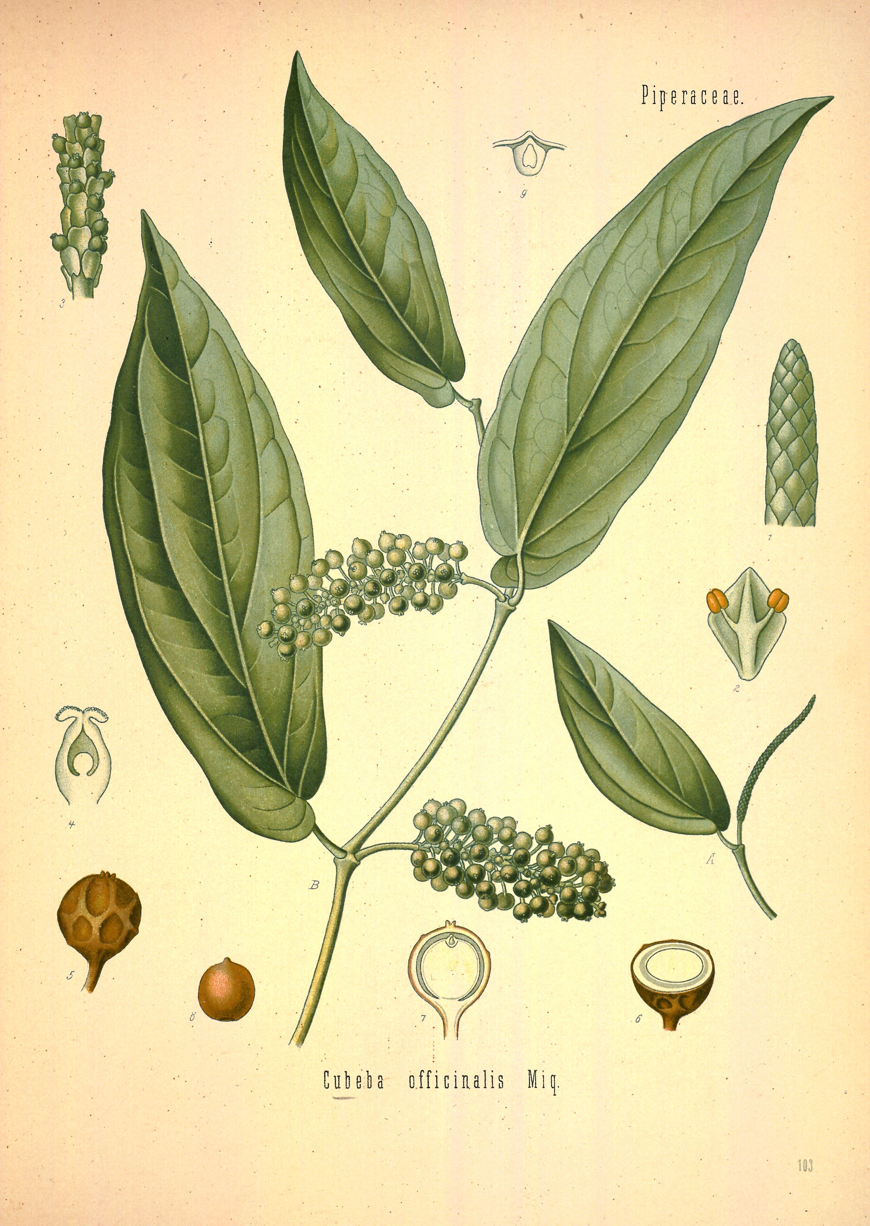 Botanical Illustration of Cubeb plant