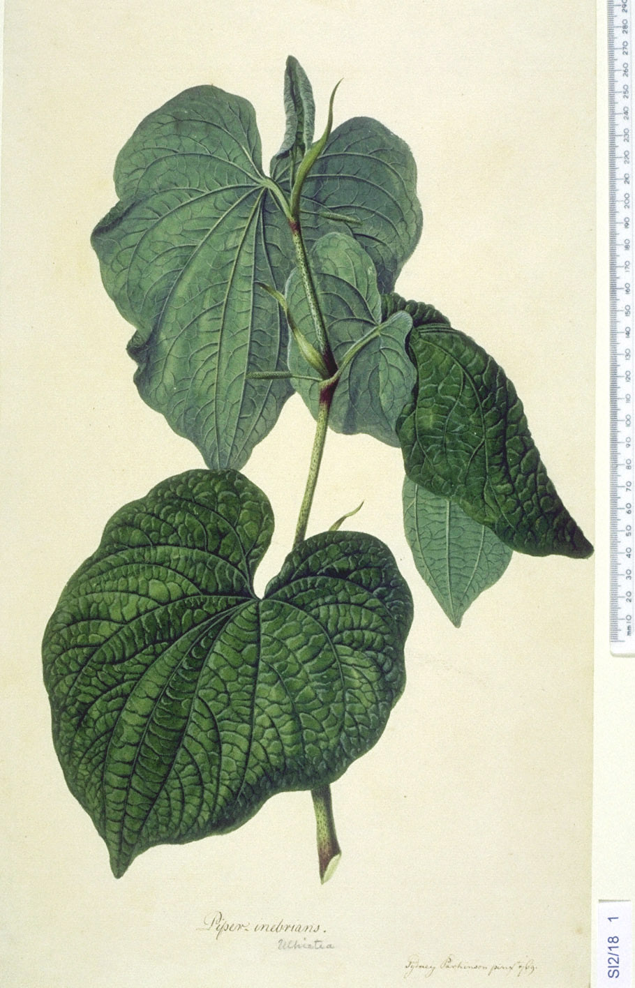 Botanical Illustration of Kava Kava plant