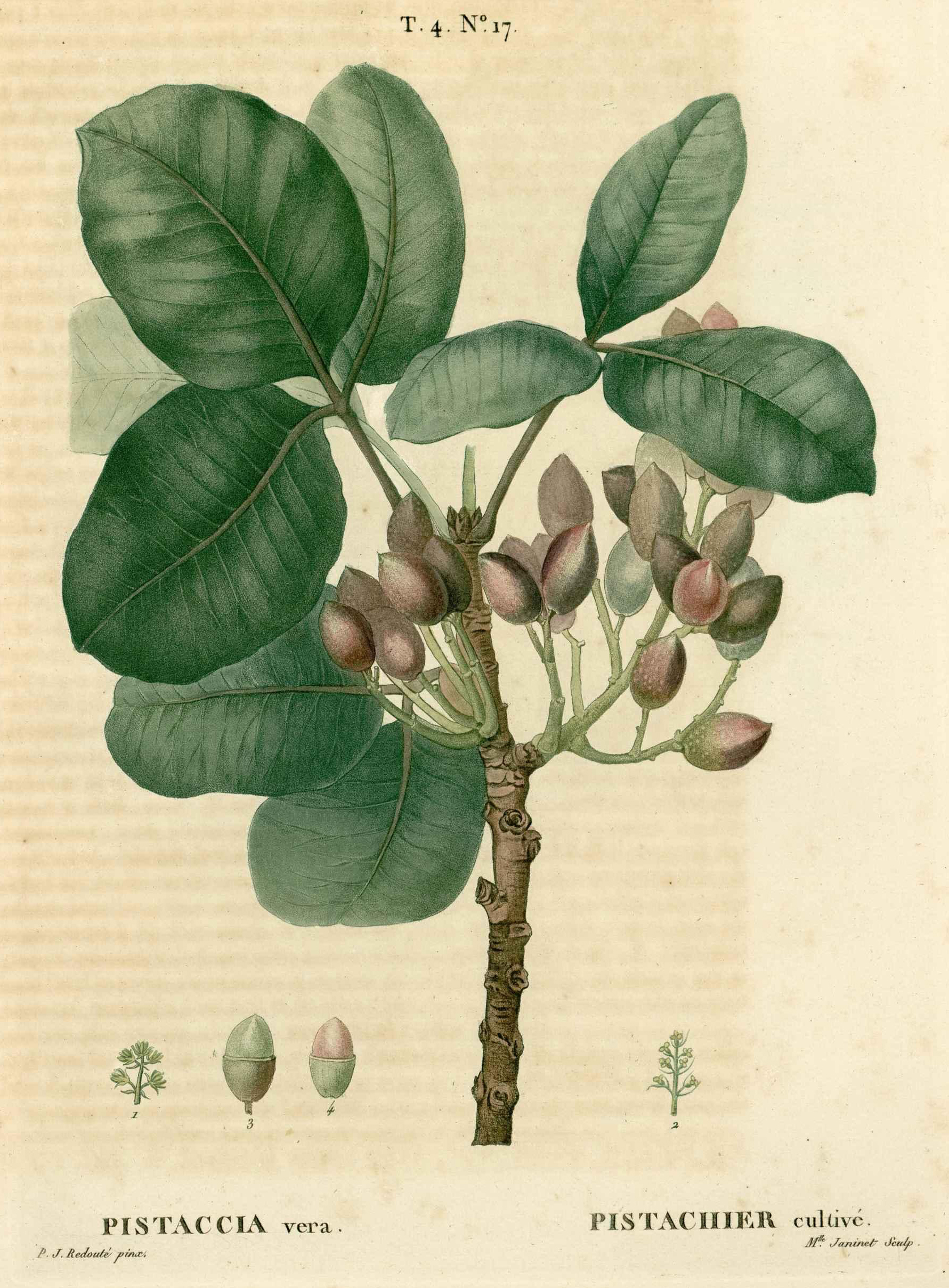 Botanical Illustration of Pistachio plant