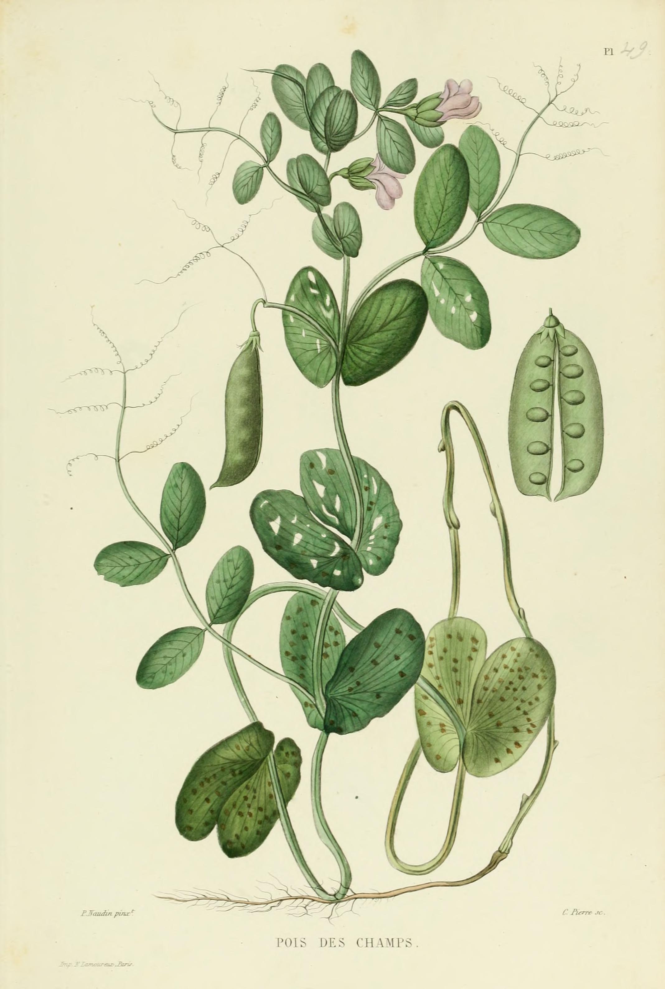 Botanical Illustration of Pea plant