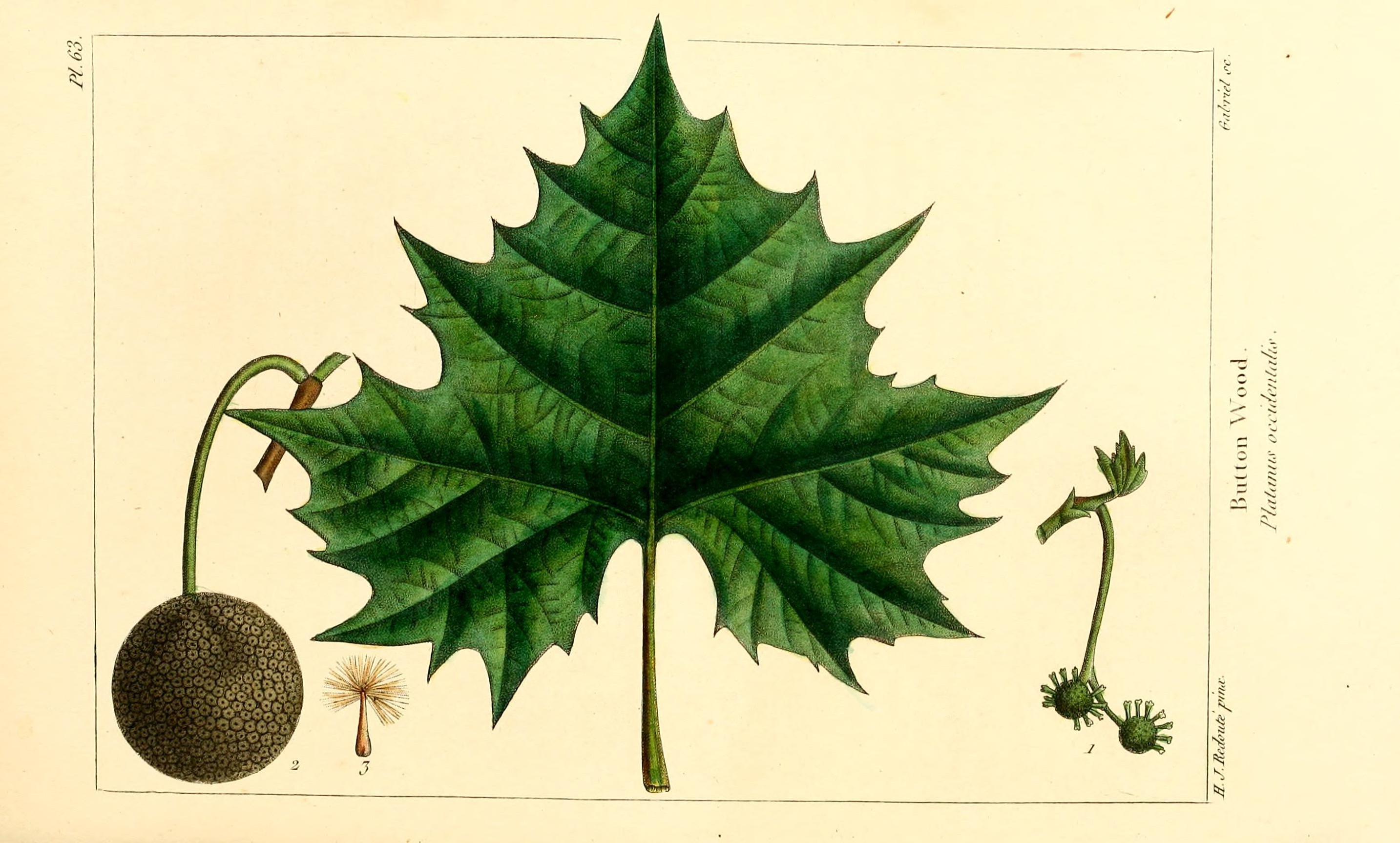 Botanical Illustration of Sycamore plant