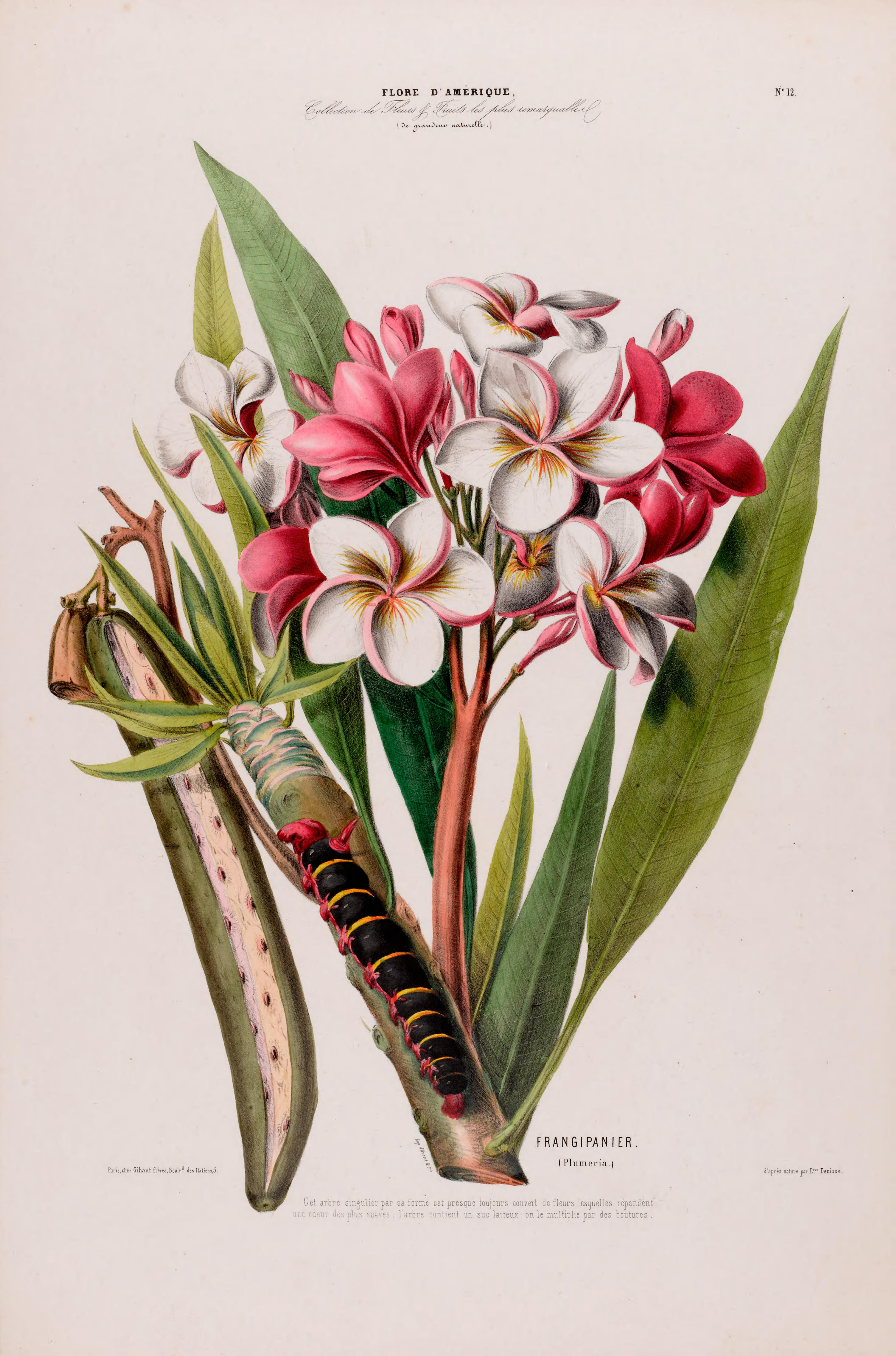 Botanical Illustration of Plumeria plant