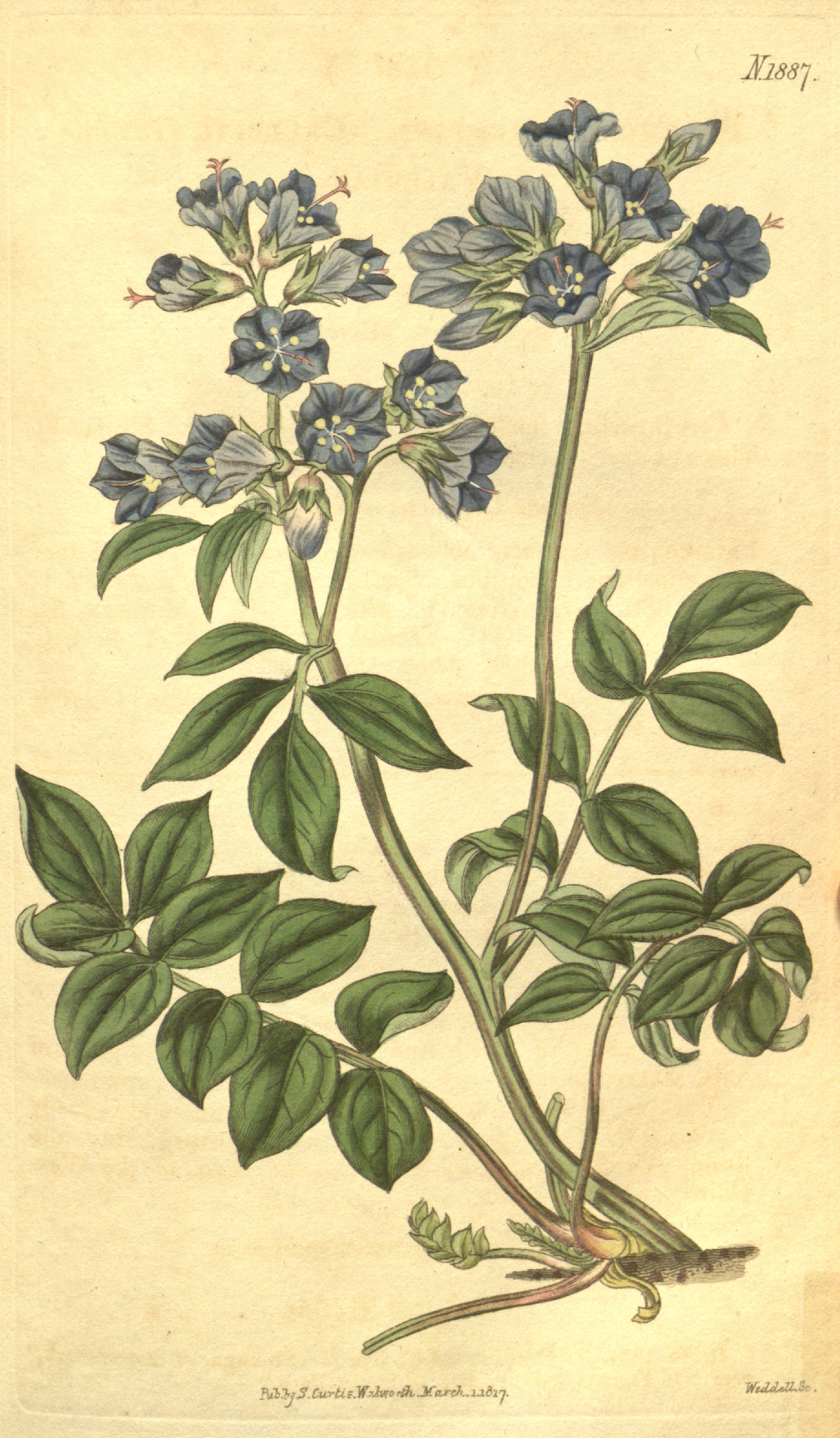Botanical Illustration of Jacob's Ladder plant