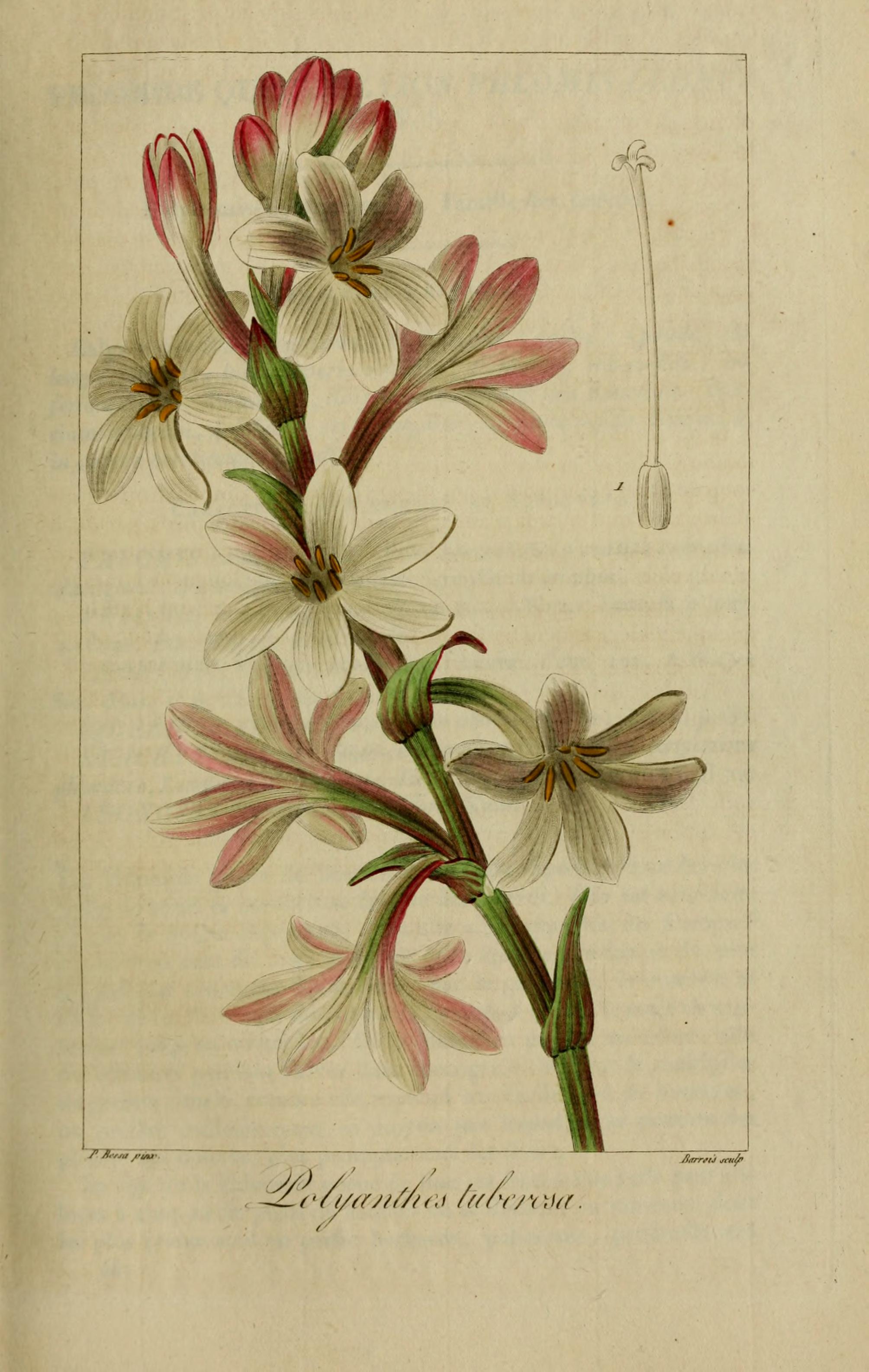 Botanical Illustration of Wood Rose plant