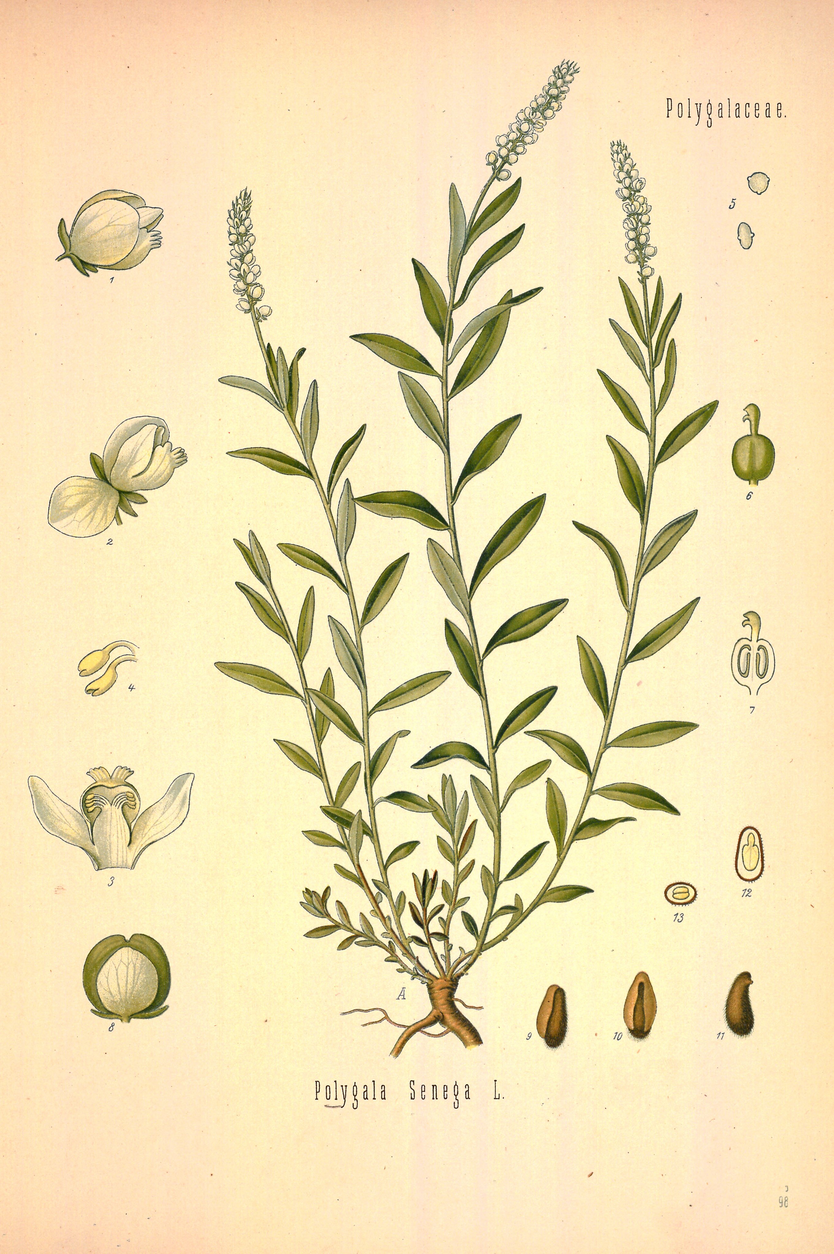 Botanical Illustration of Rattlesnake Root plant