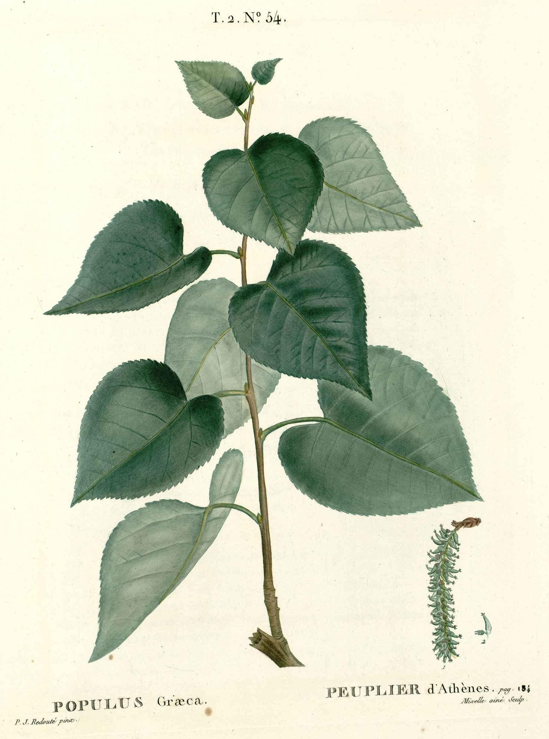Botanical Illustration of Aspen plant