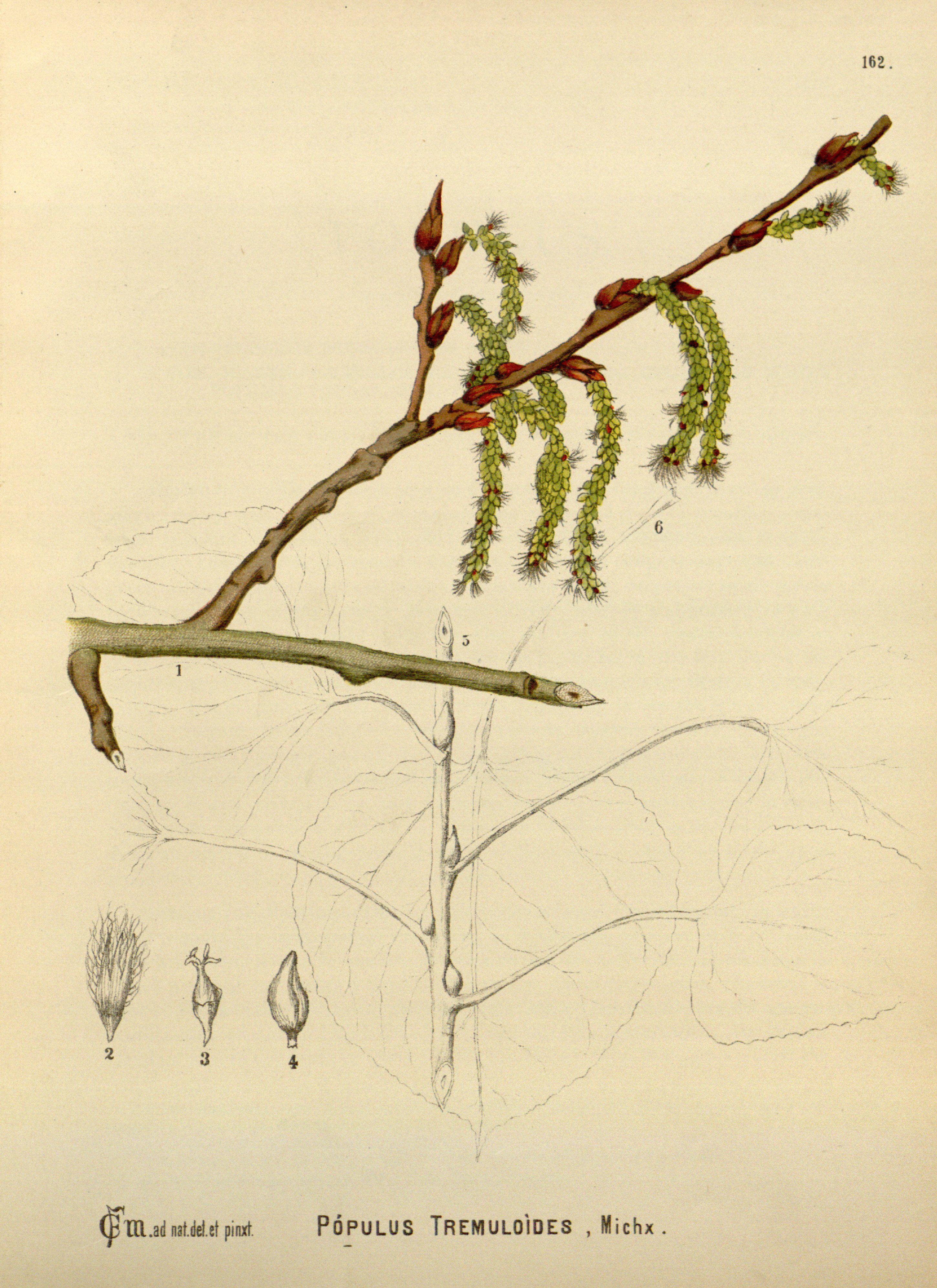 Botanical Illustration of Poplar plant