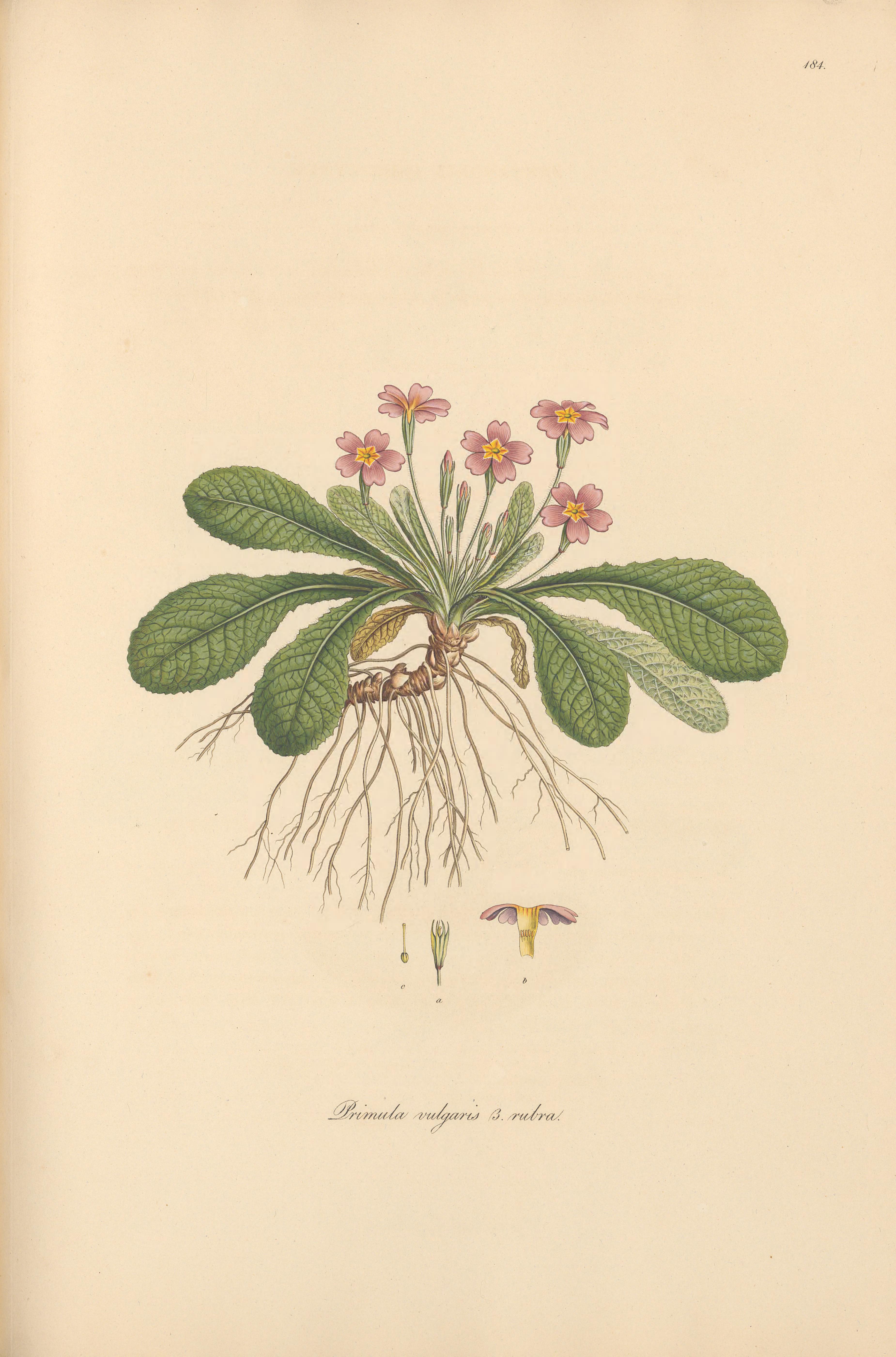 Botanical Illustration of Primrose plant