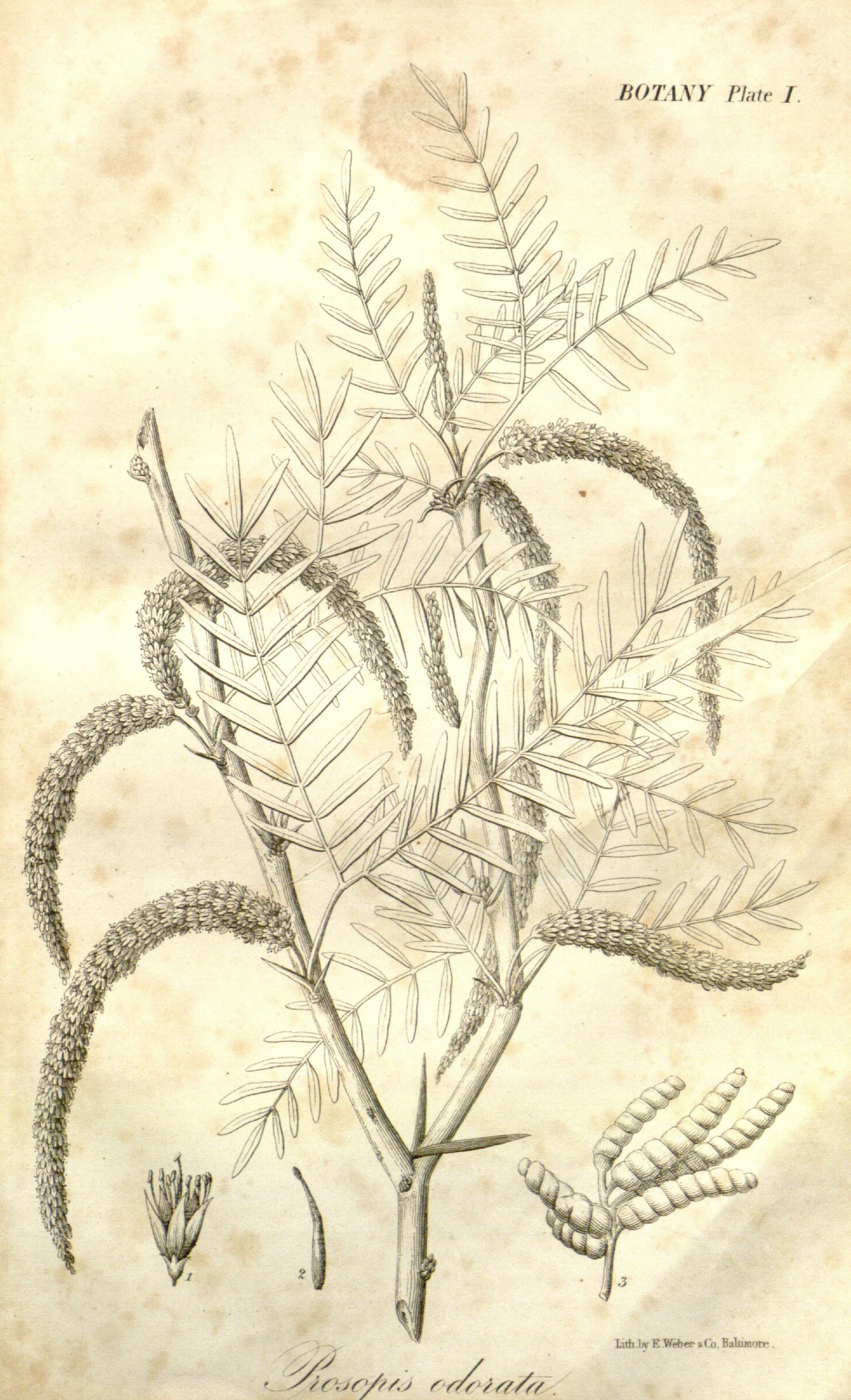 Botanical Illustration of Mesquite plant