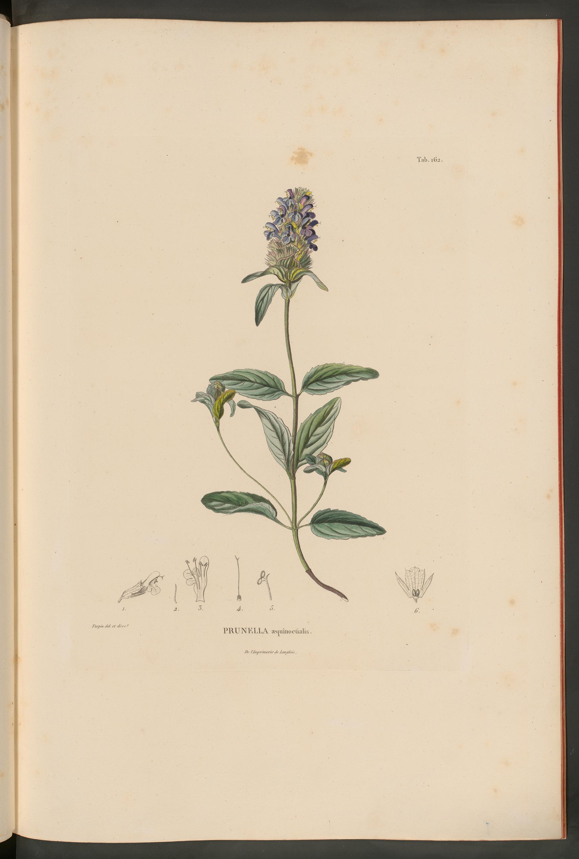 Botanical Illustration of All-Heal plant