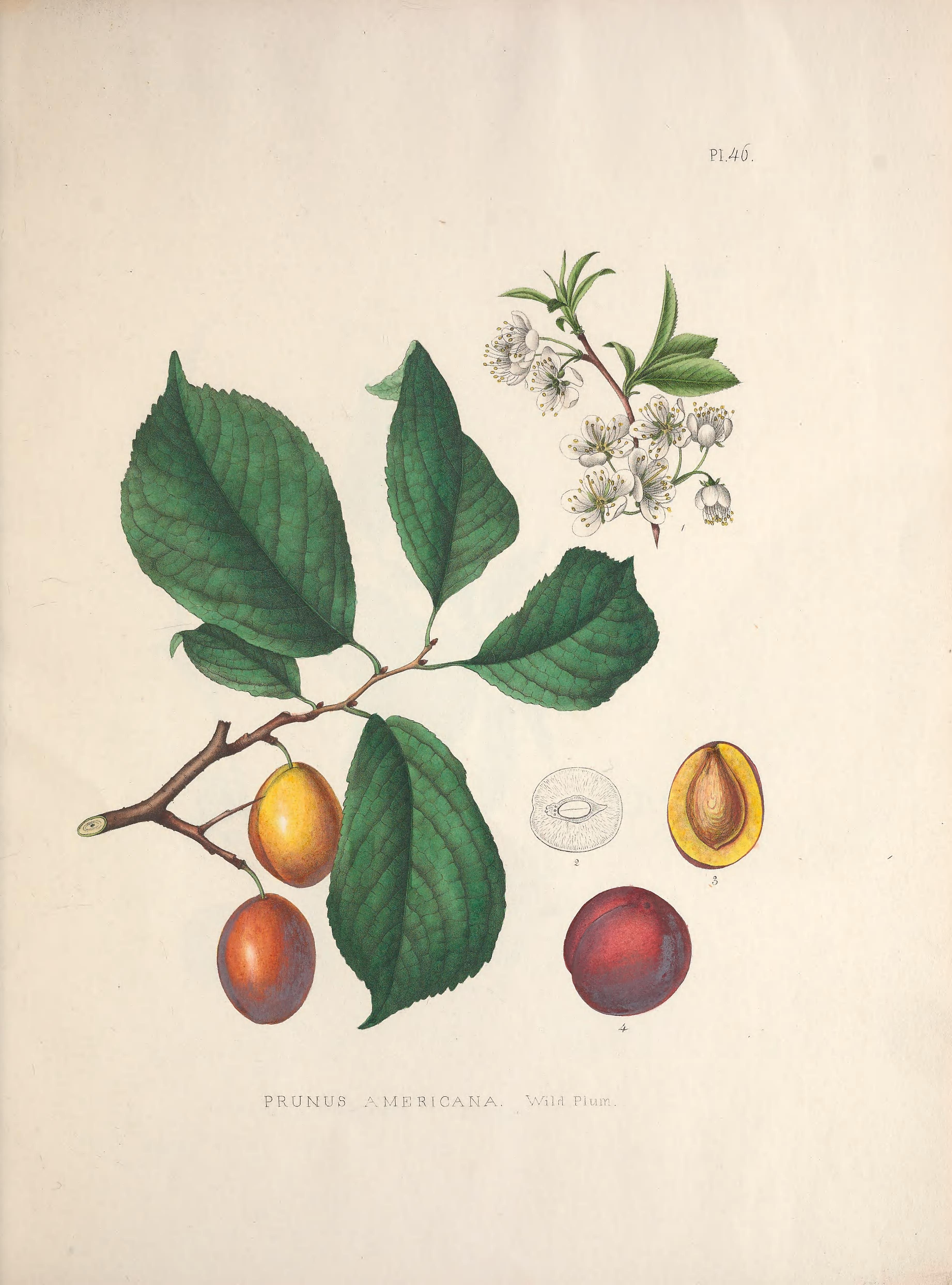 Botanical Illustration of Wild Plum plant