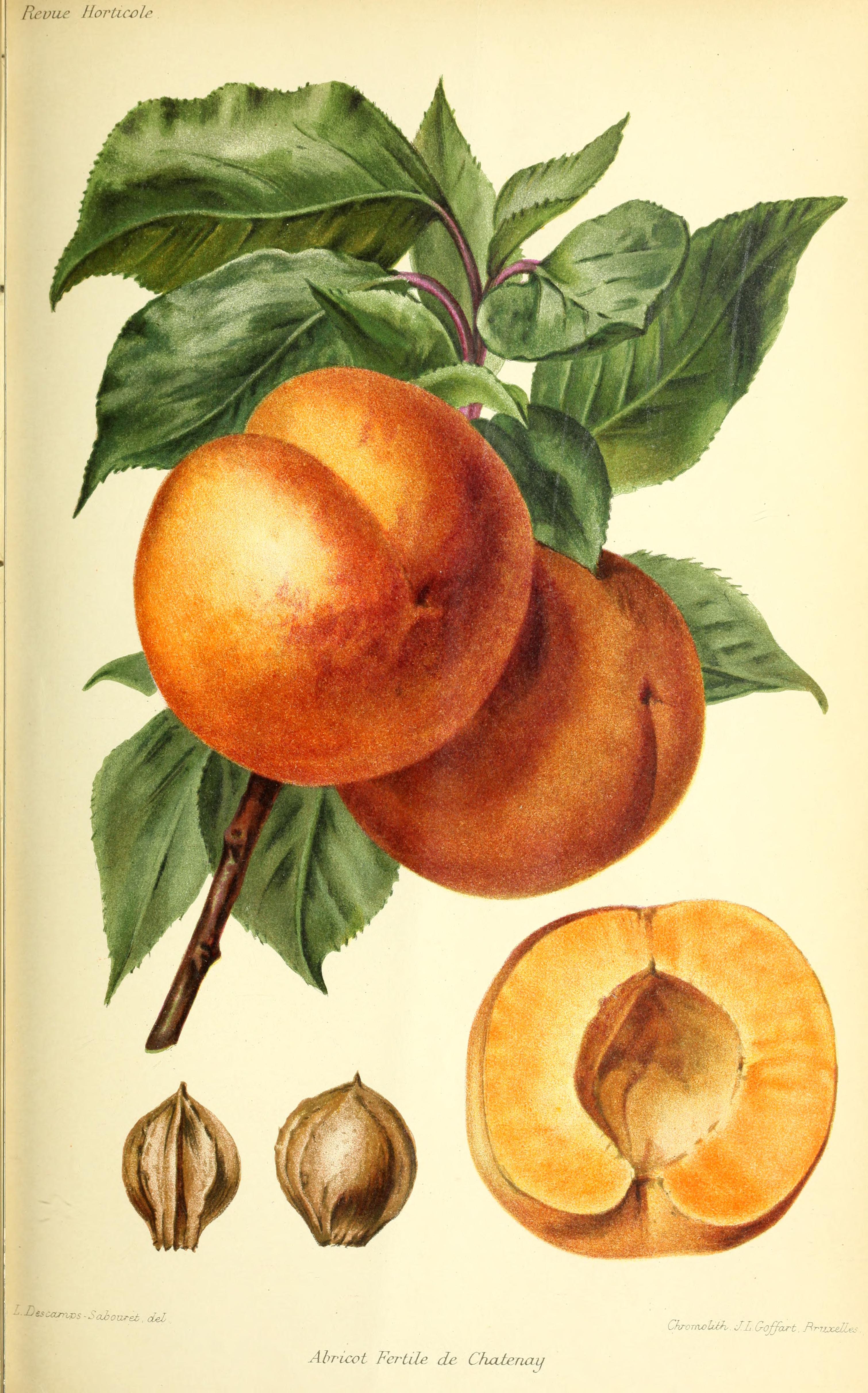 Botanical Illustration of Apricot plant