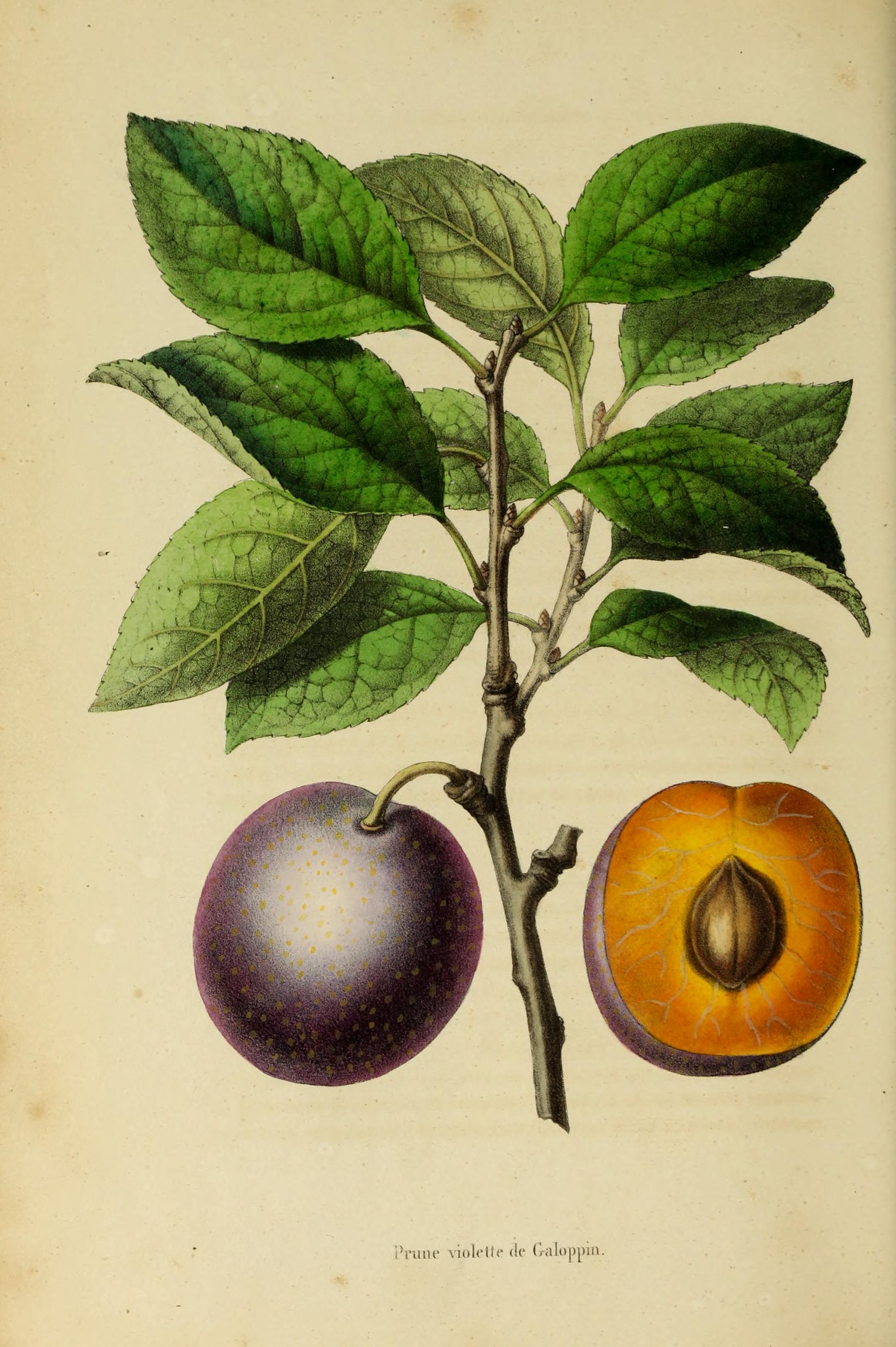 Botanical Illustration of Plum plant