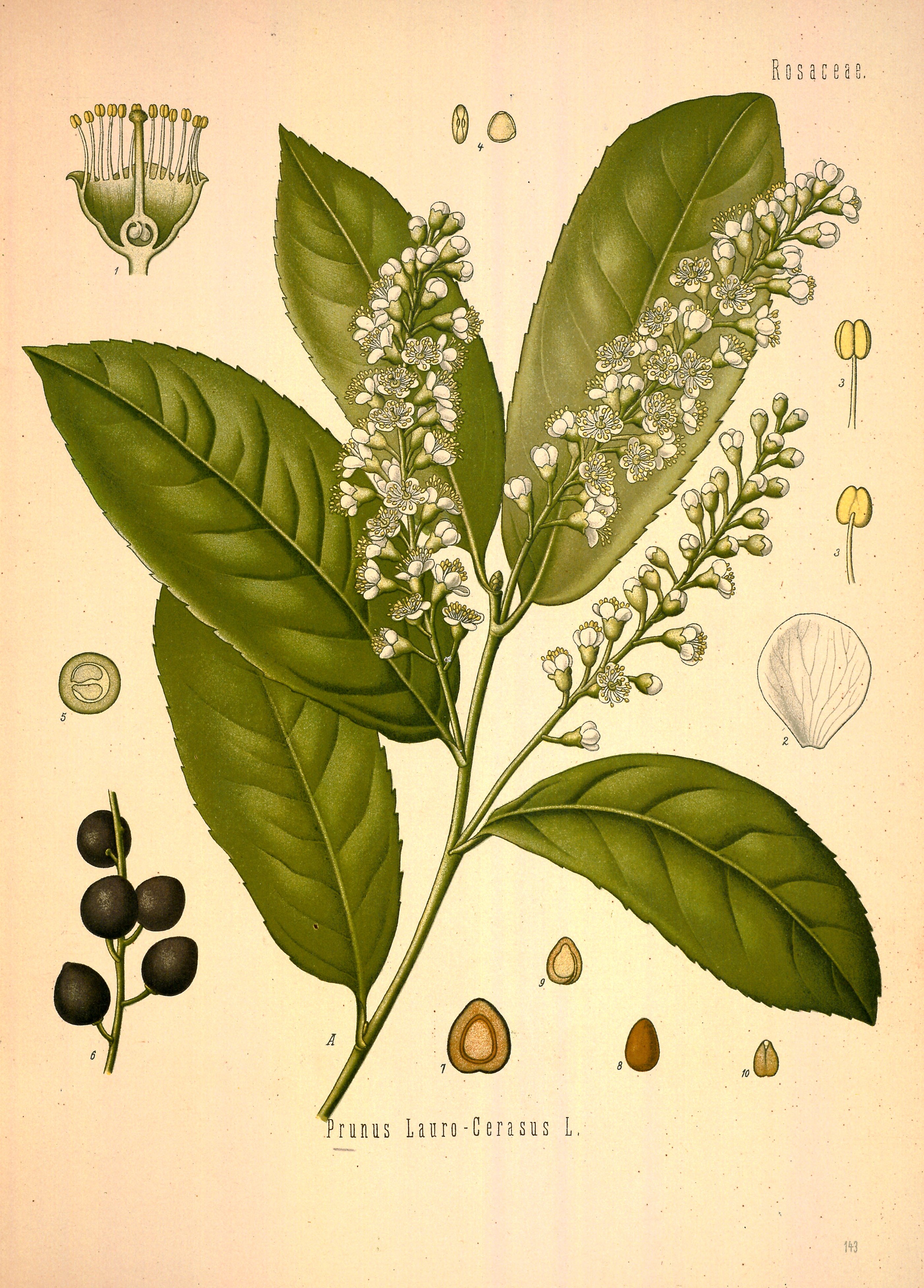 Botanical Illustration of Cherry Laurel plant