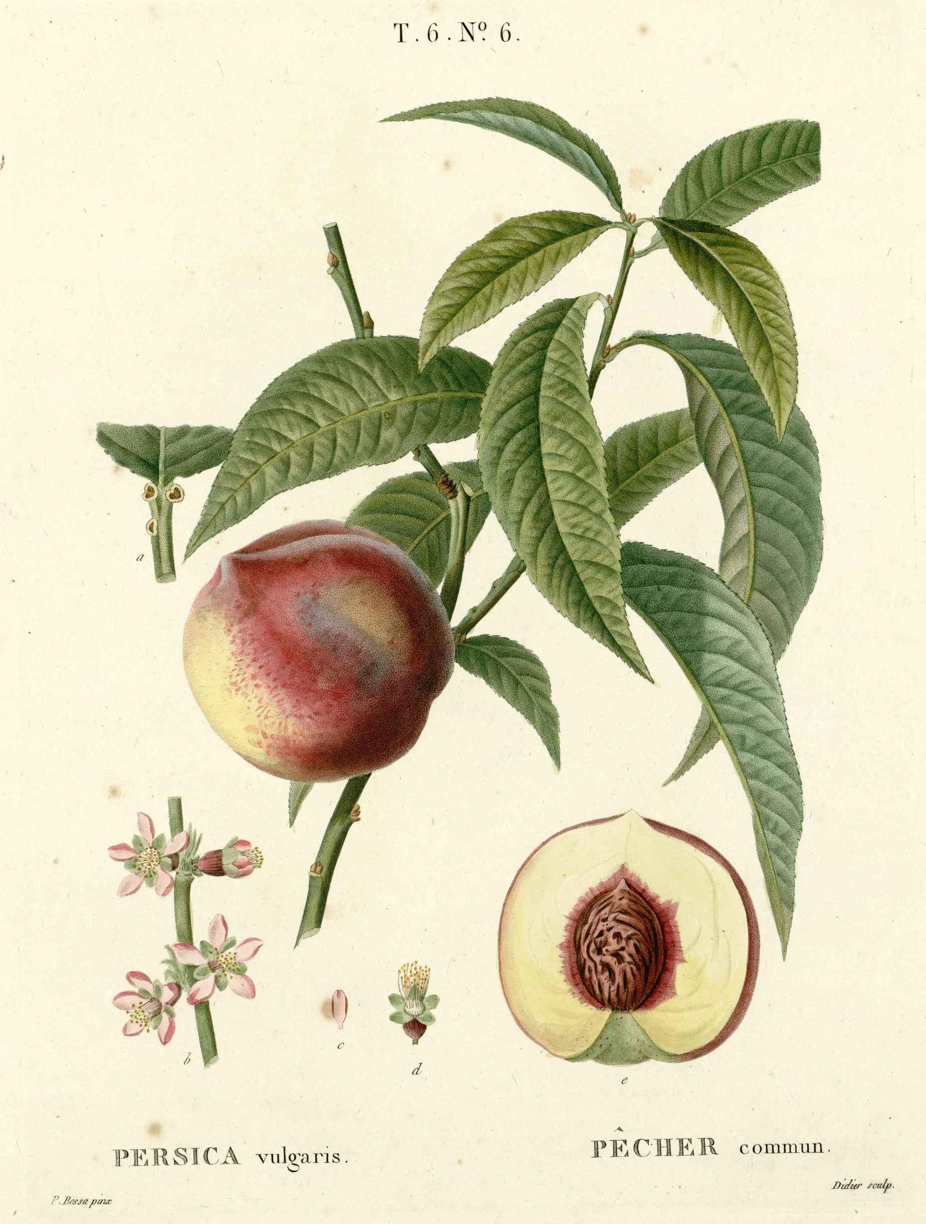 Botanical Illustration of Peach plant