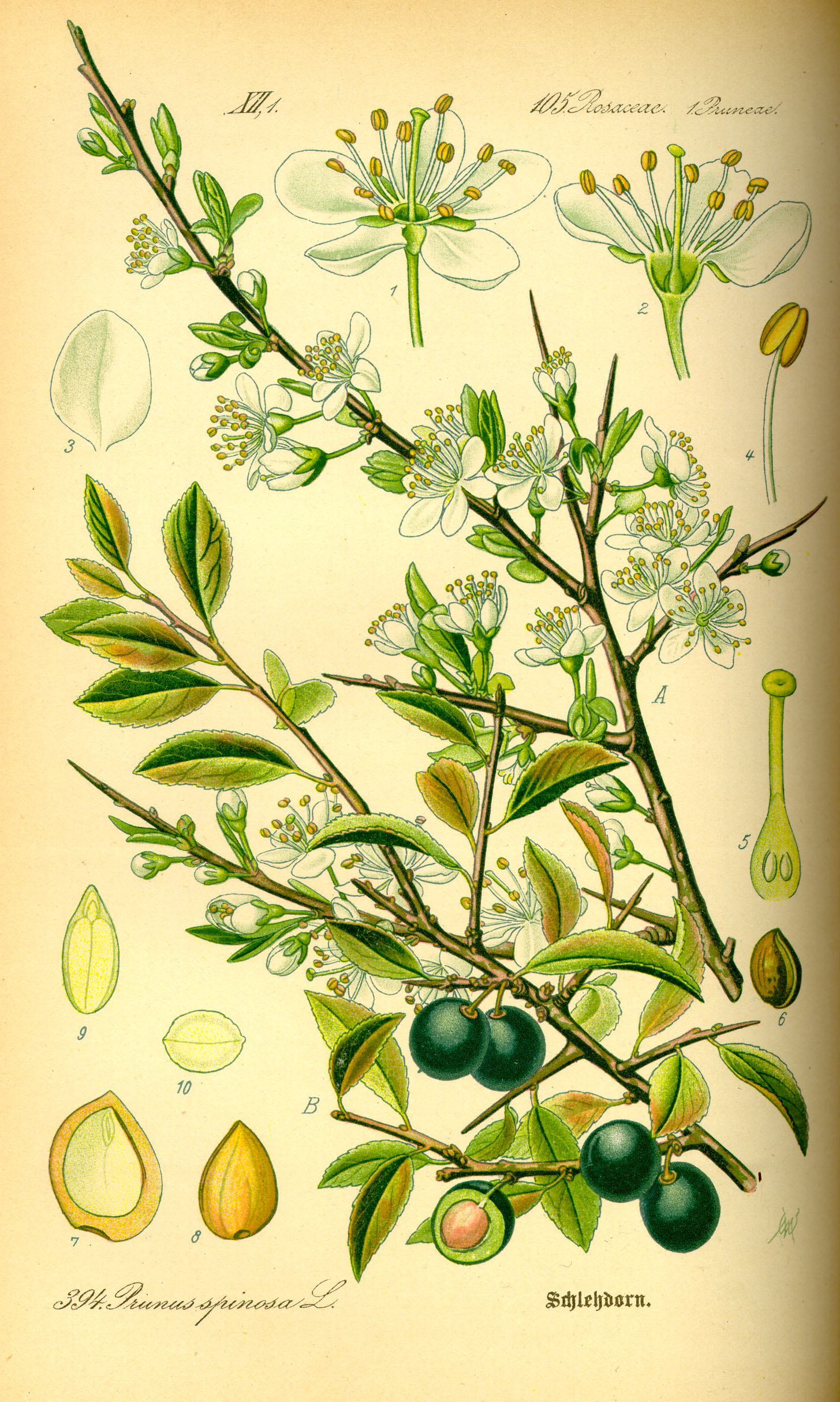 Botanical Illustration of Sloe plant