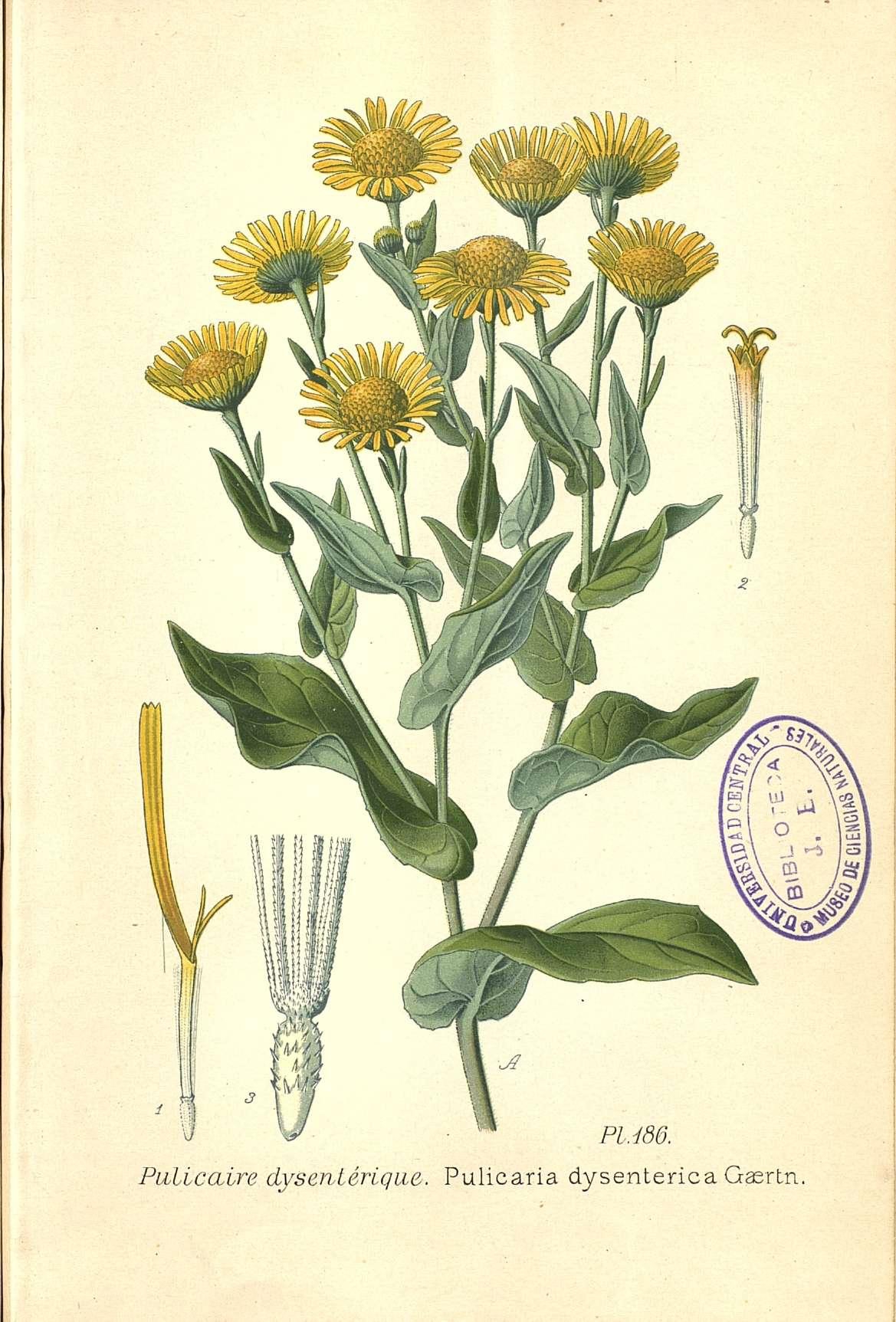 Botanical Illustration of Fleabane plant