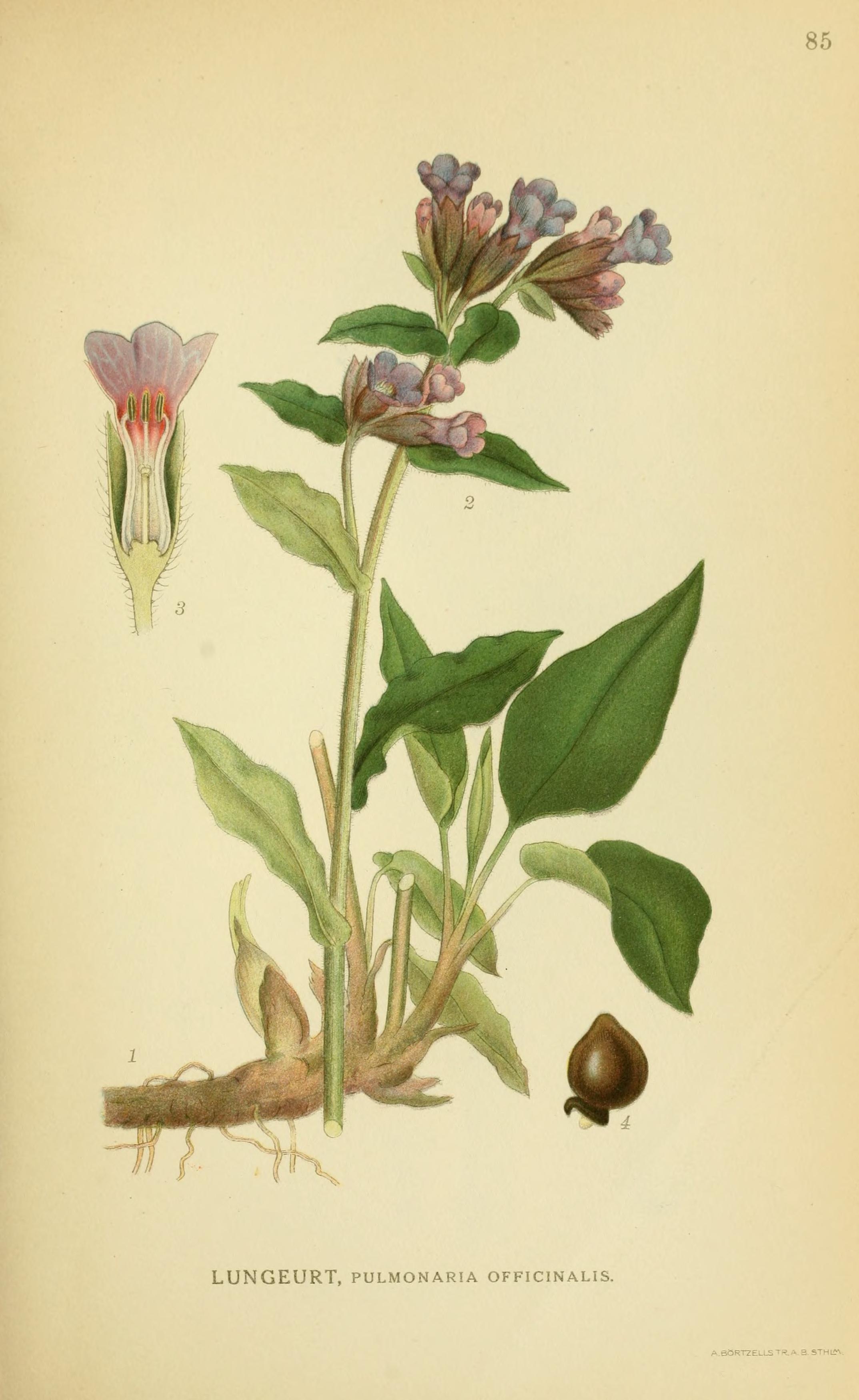 Botanical Illustration of Lungwort plant