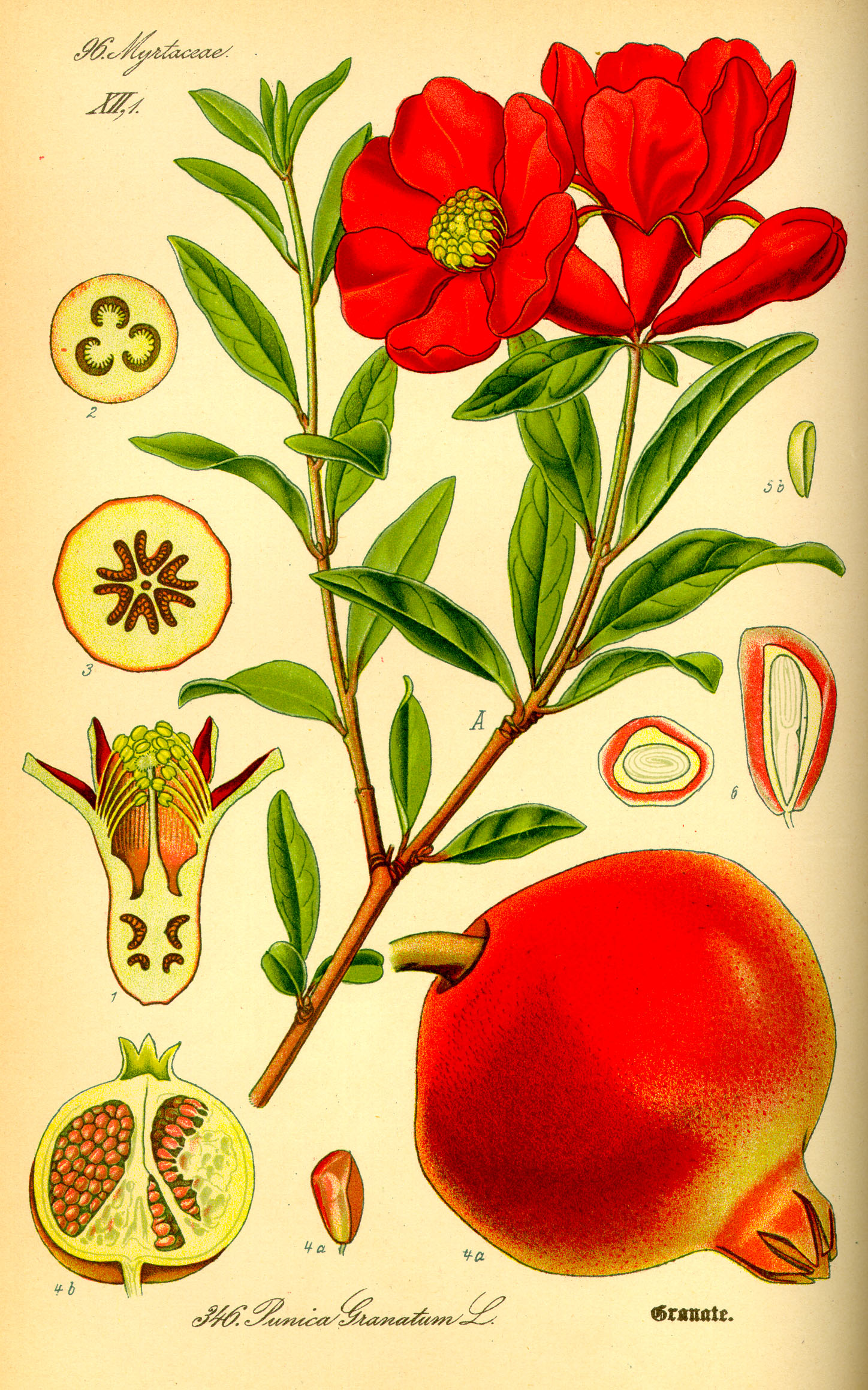 Botanical Illustration of Pomegranate plant