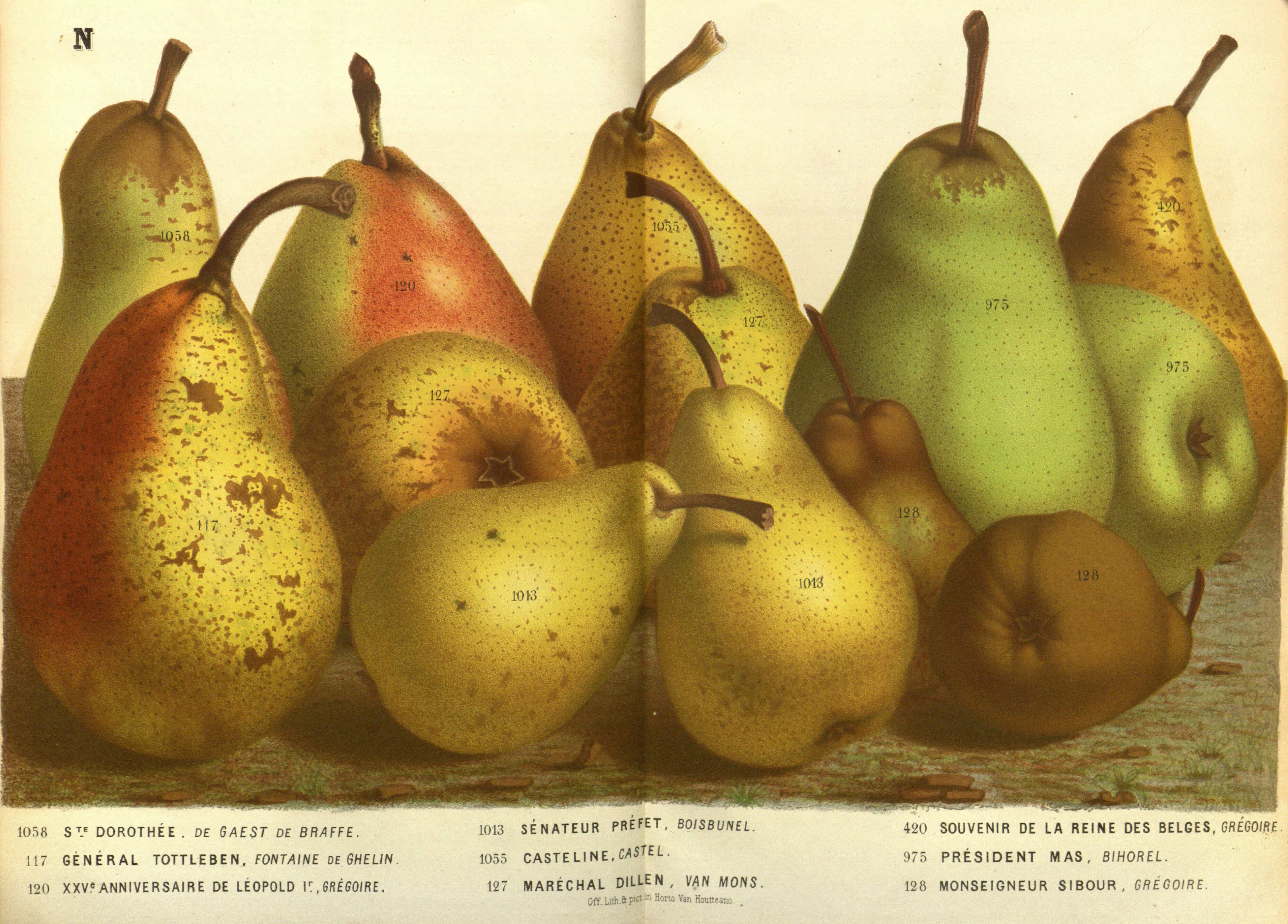 Botanical Illustration of Pear plant