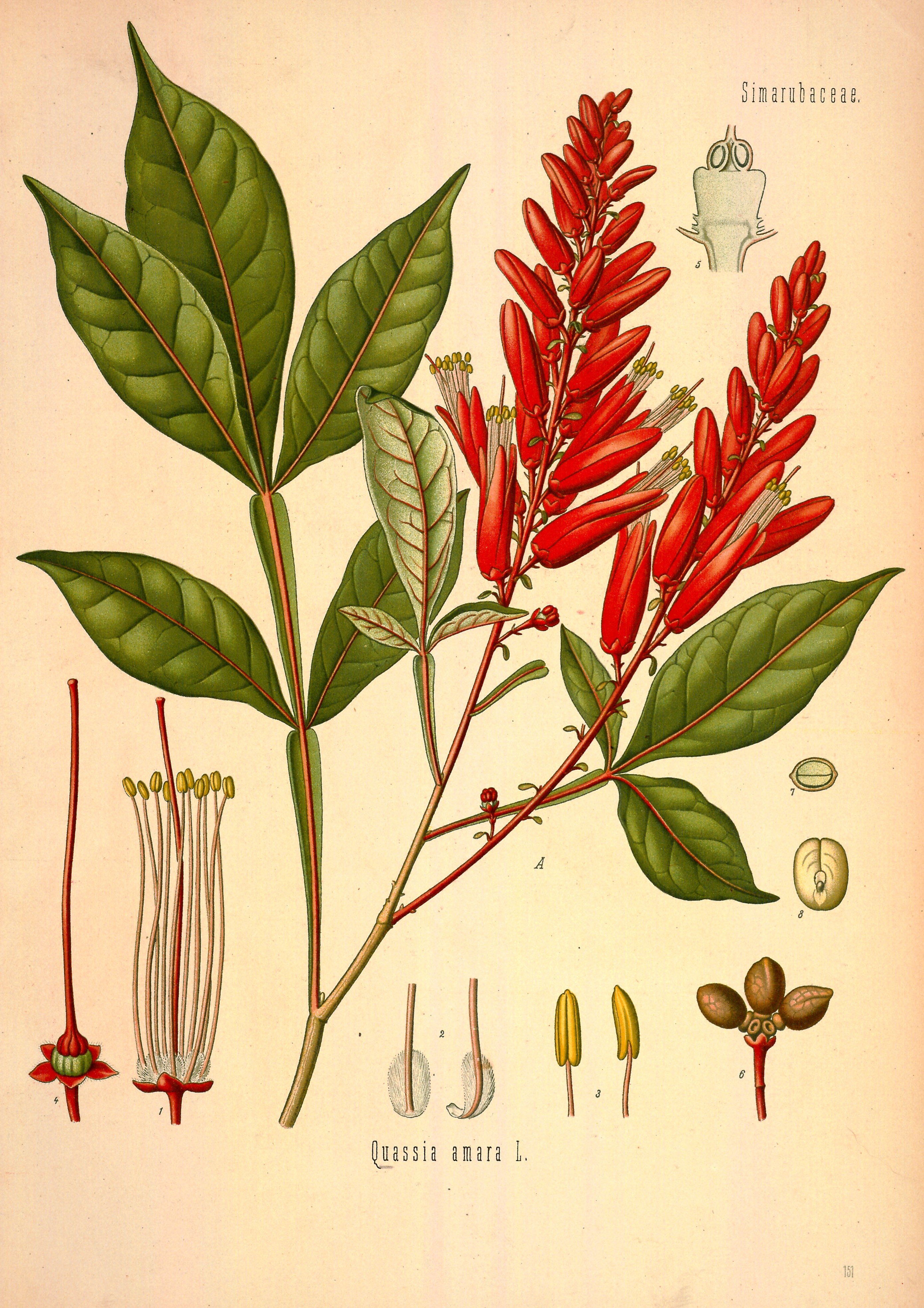 Botanical Illustration of Quassia plant
