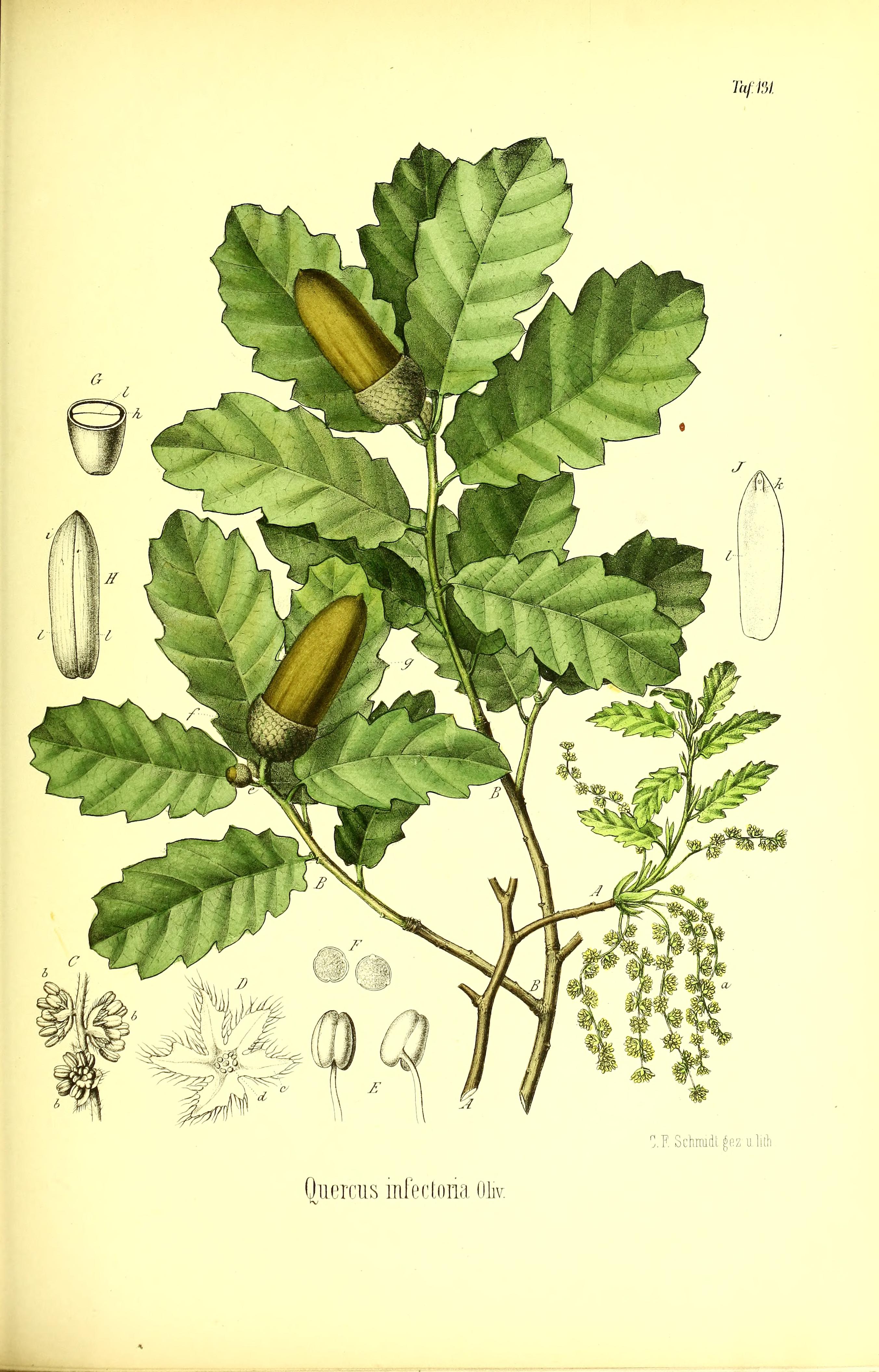 Botanical Illustration of Gall Oak plant