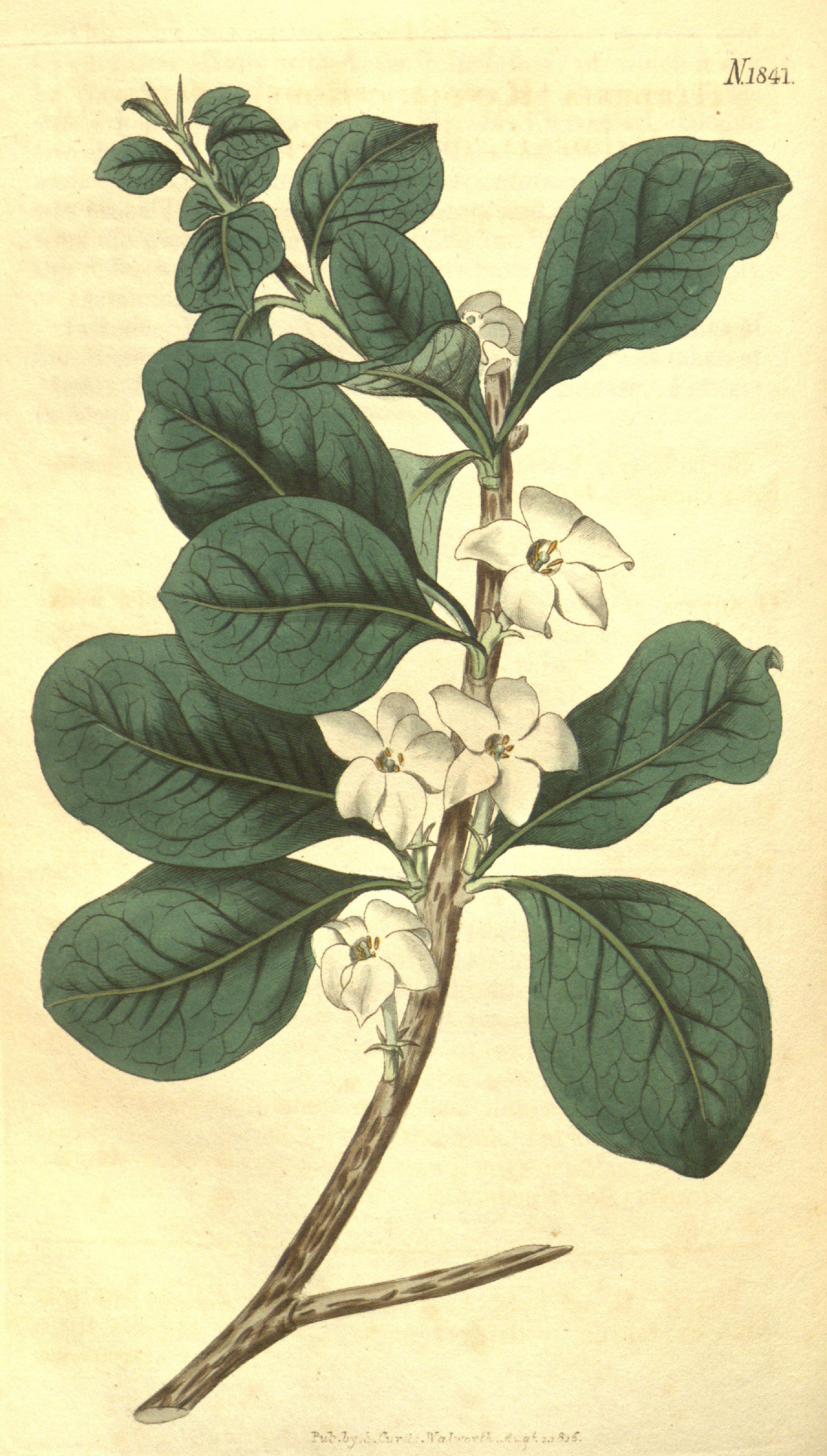 Botanical Illustration of Indigo Berry plant