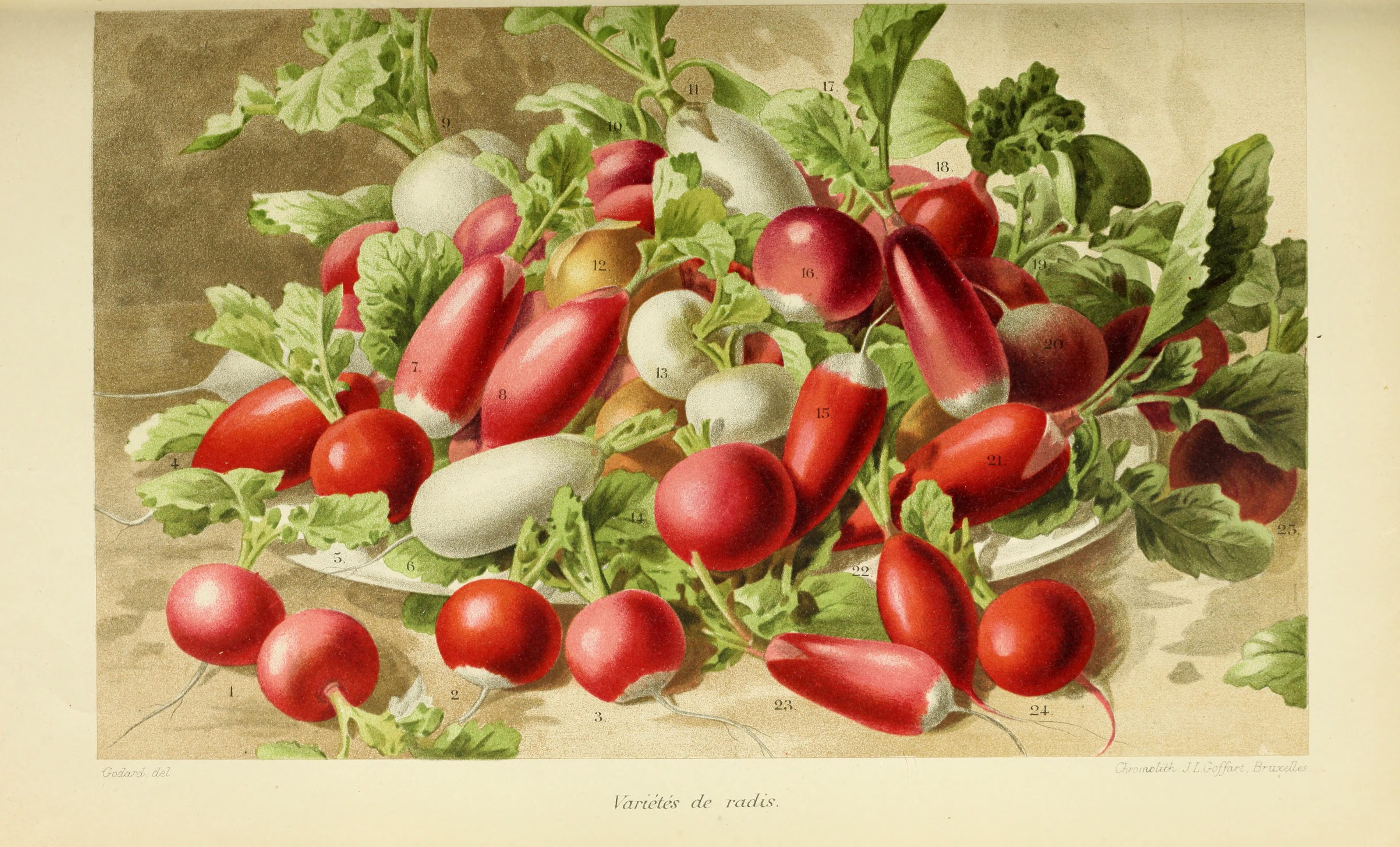 Botanical Illustration of Radish plant