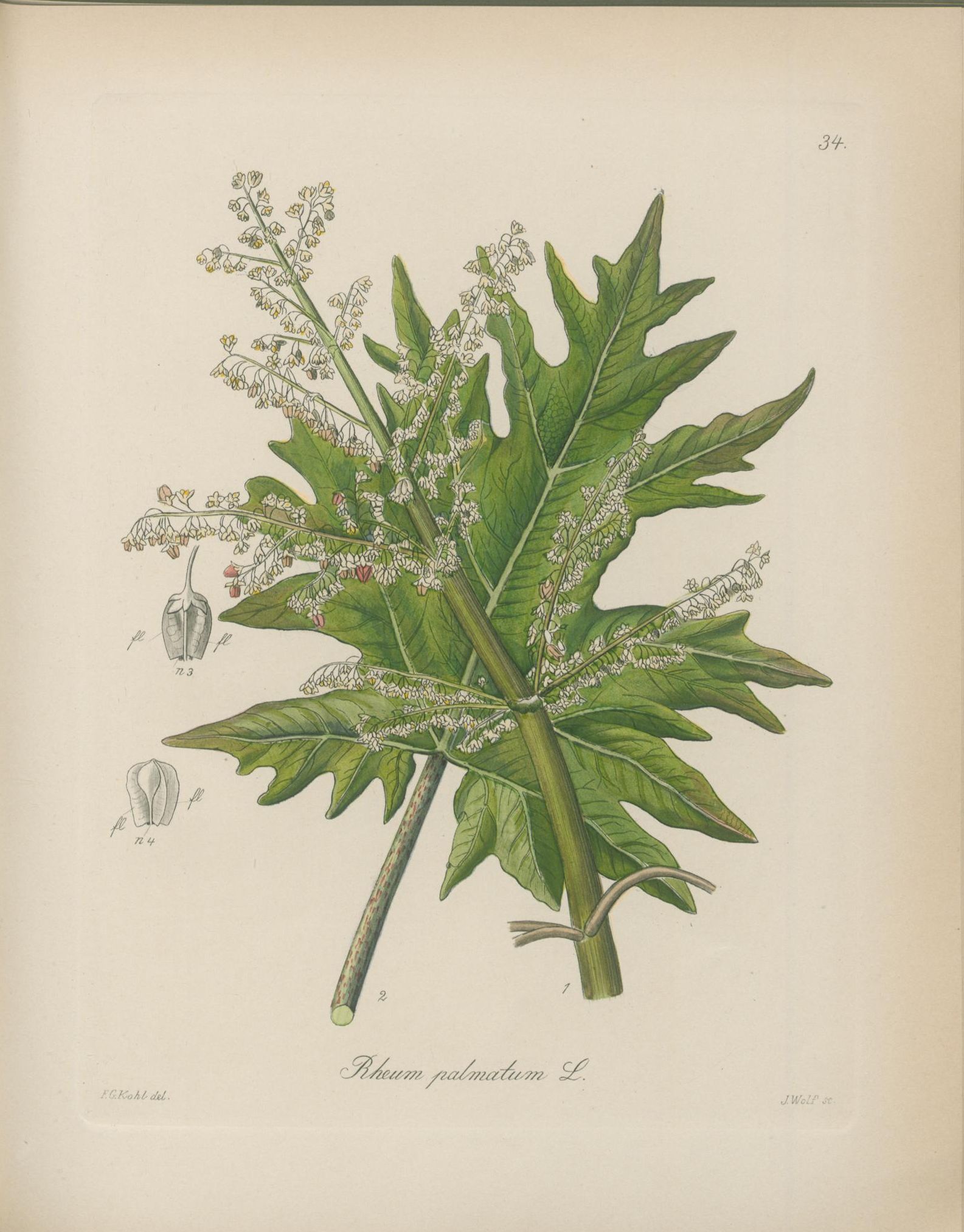 Botanical Illustration of Rhubarb plant