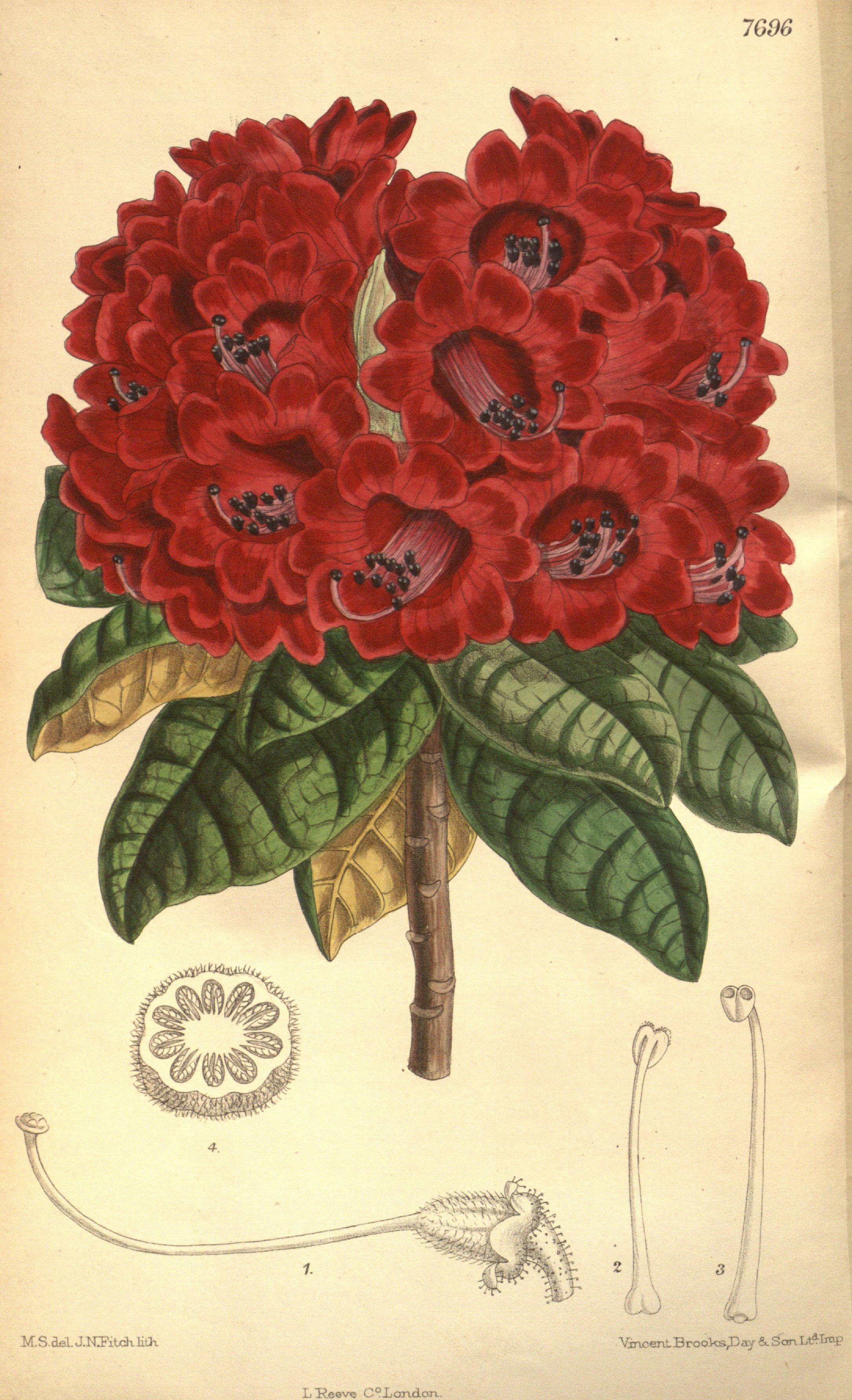 Botanical Illustration of Azalea plant