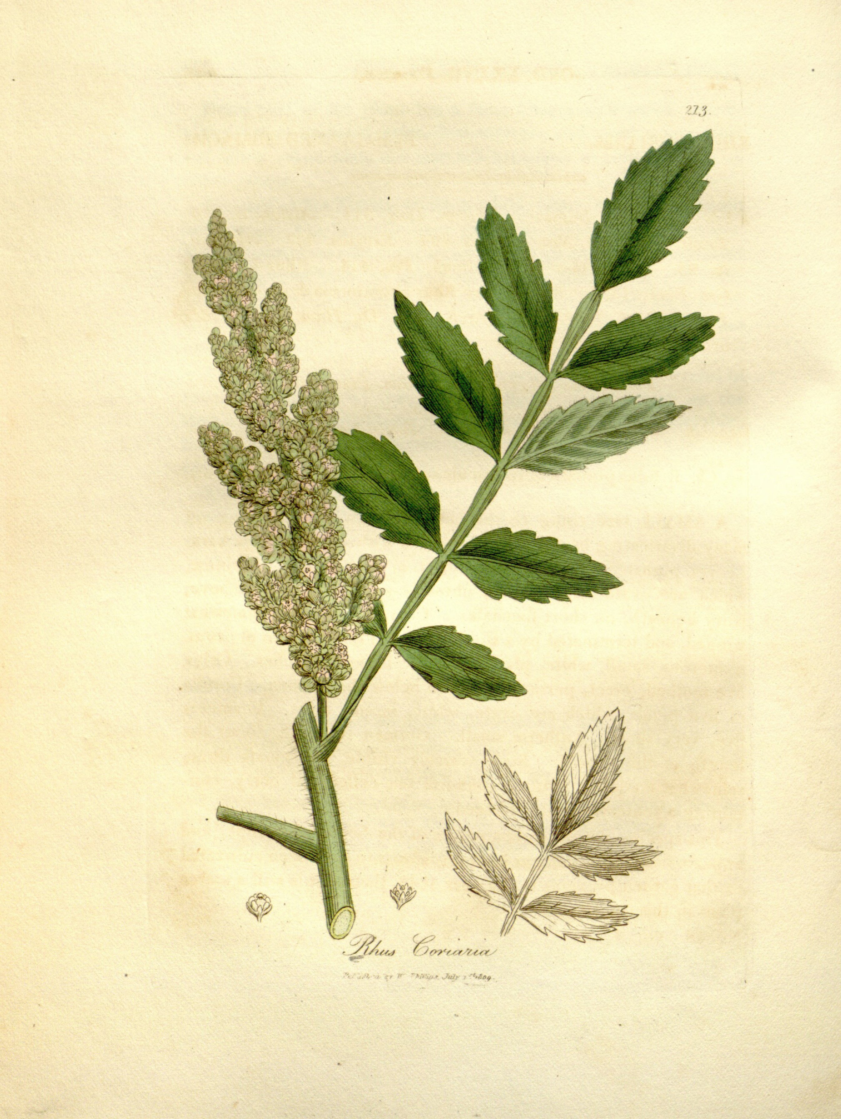 Botanical Illustration of Sumac plant
