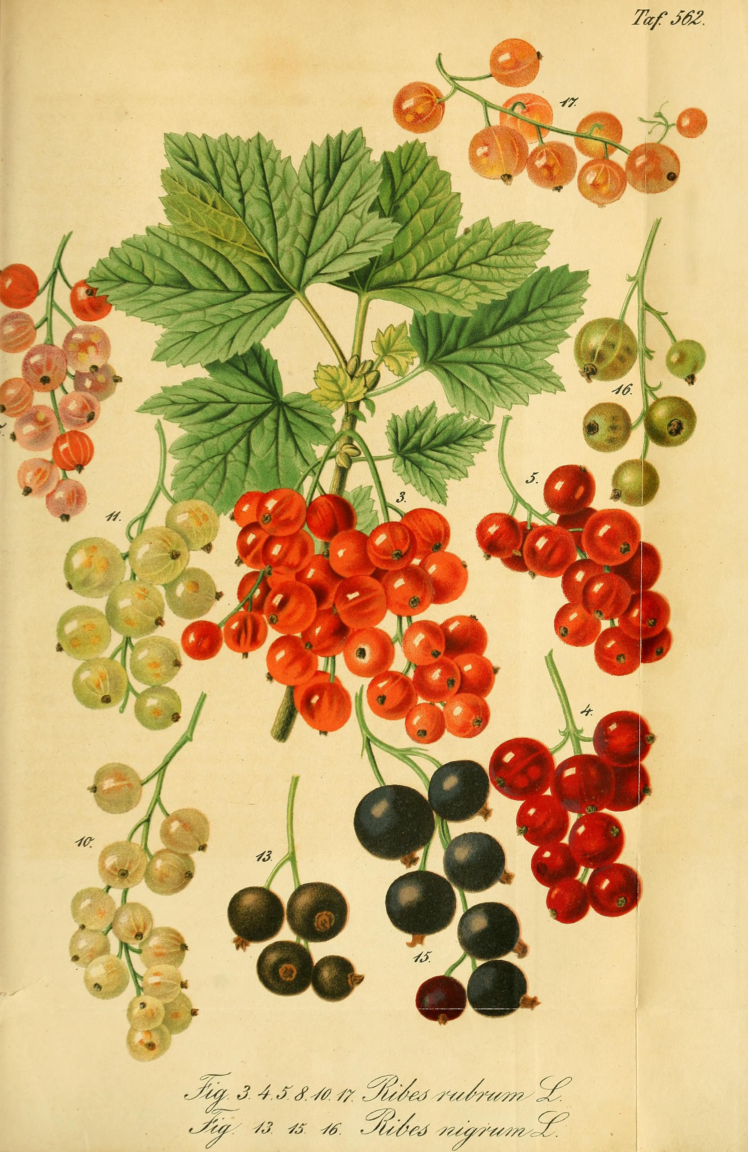 Botanical Illustration of Currants plant