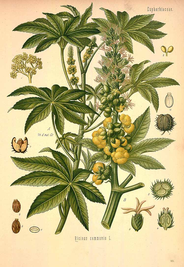 Botanical Illustration of Castor plant