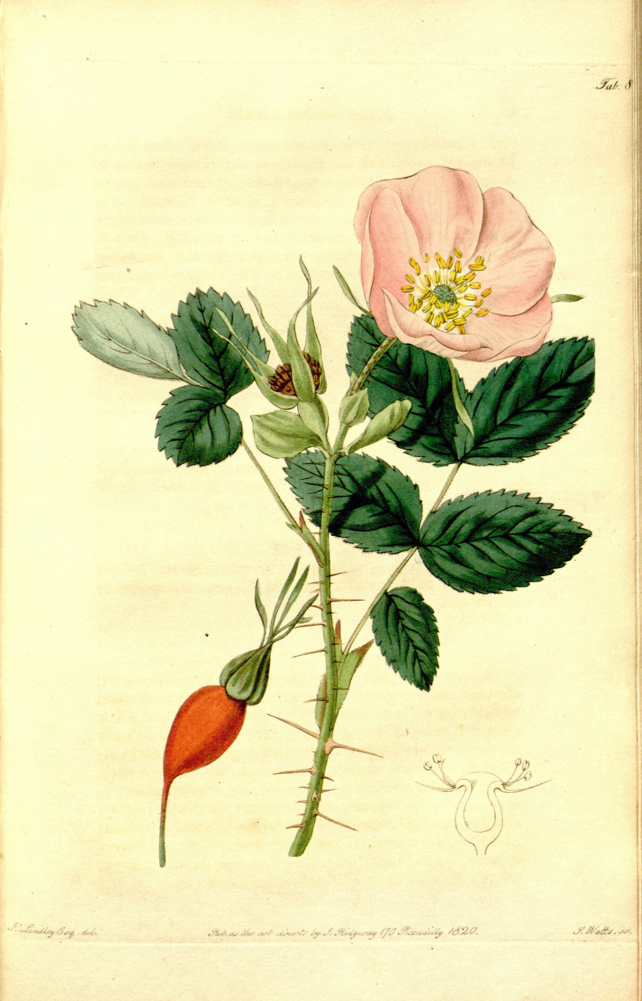 Botanical Illustration of Wild Rose plant