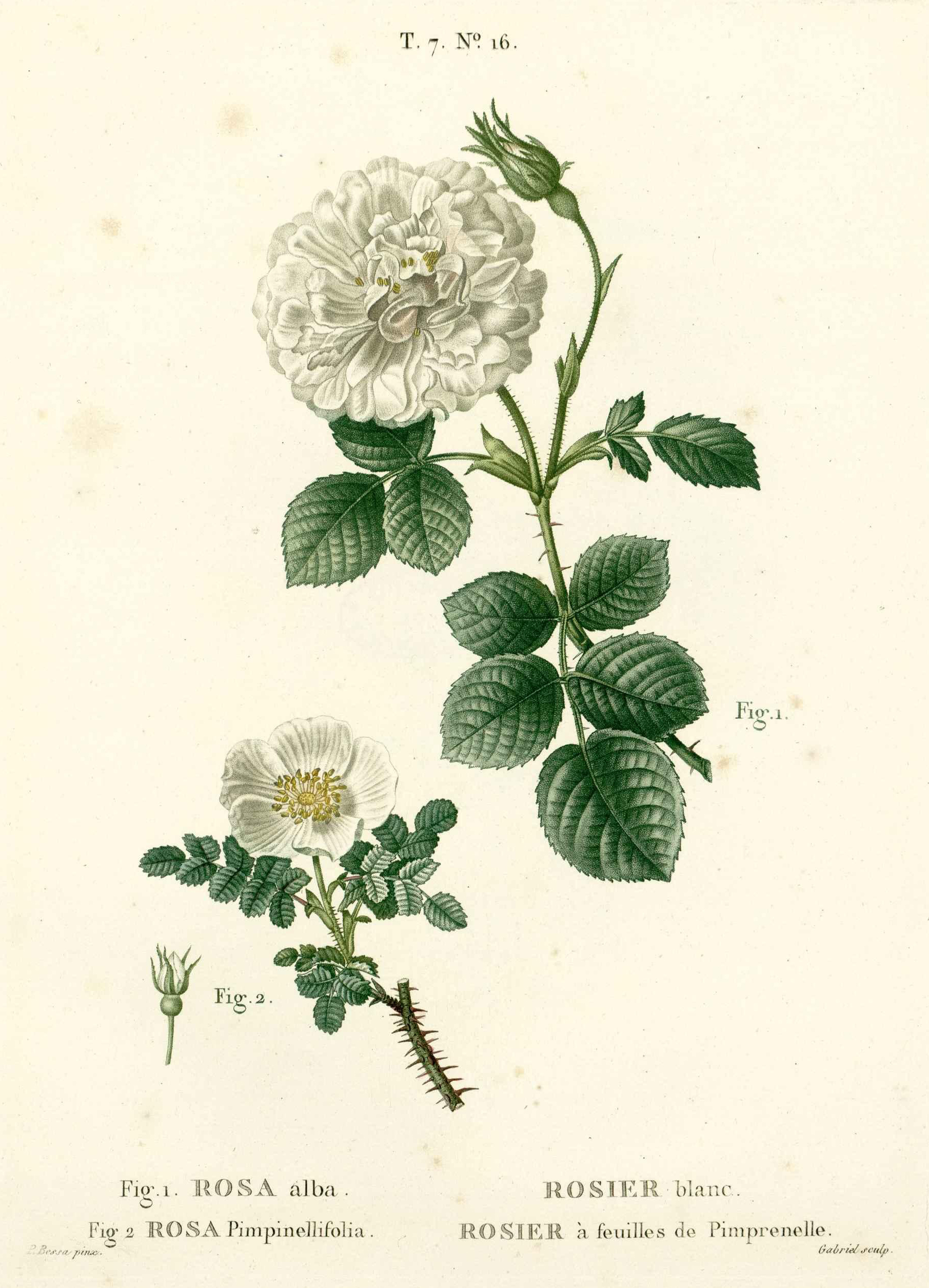 Botanical Illustration of White Rose plant