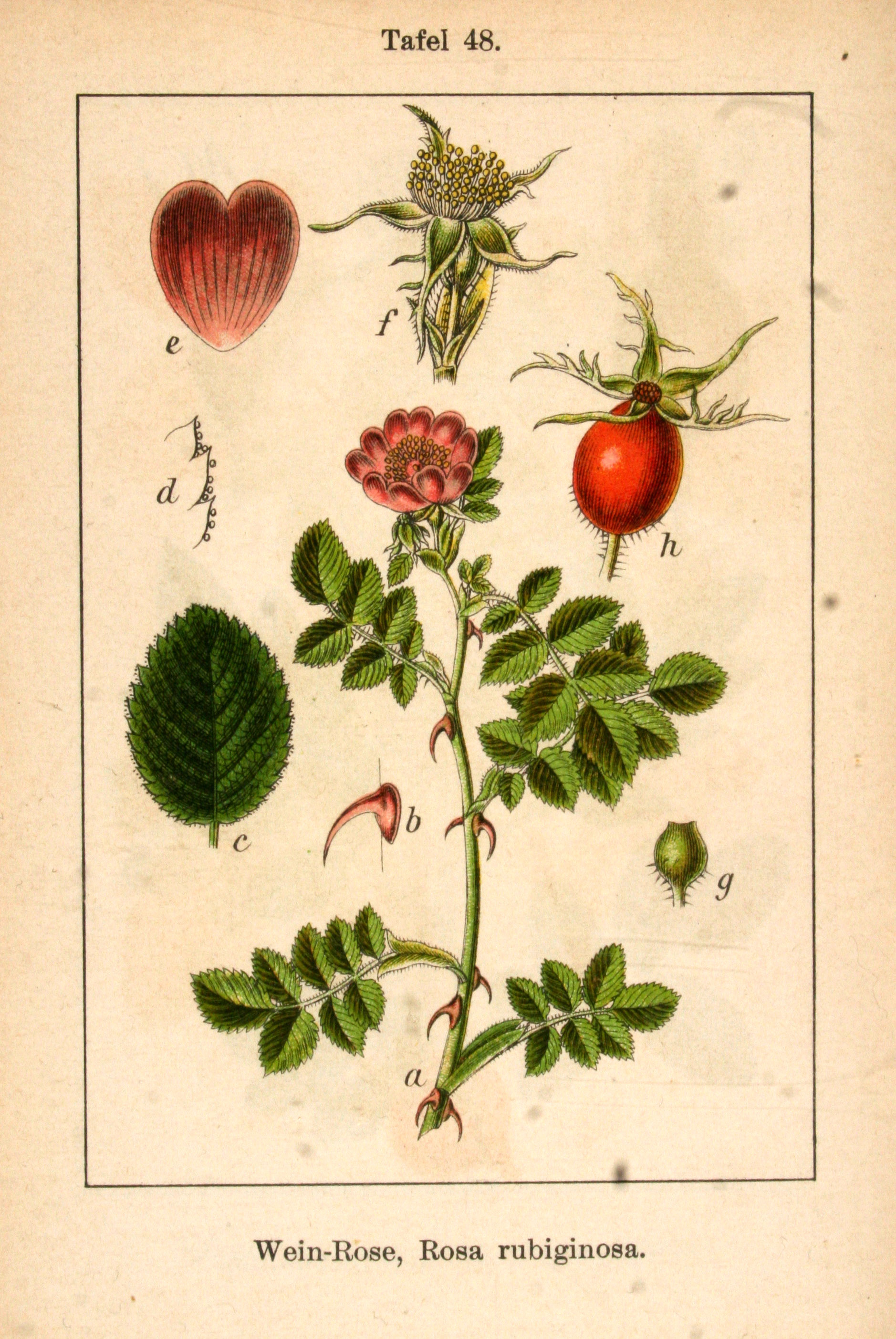 Botanical Illustration of Red Rose plant