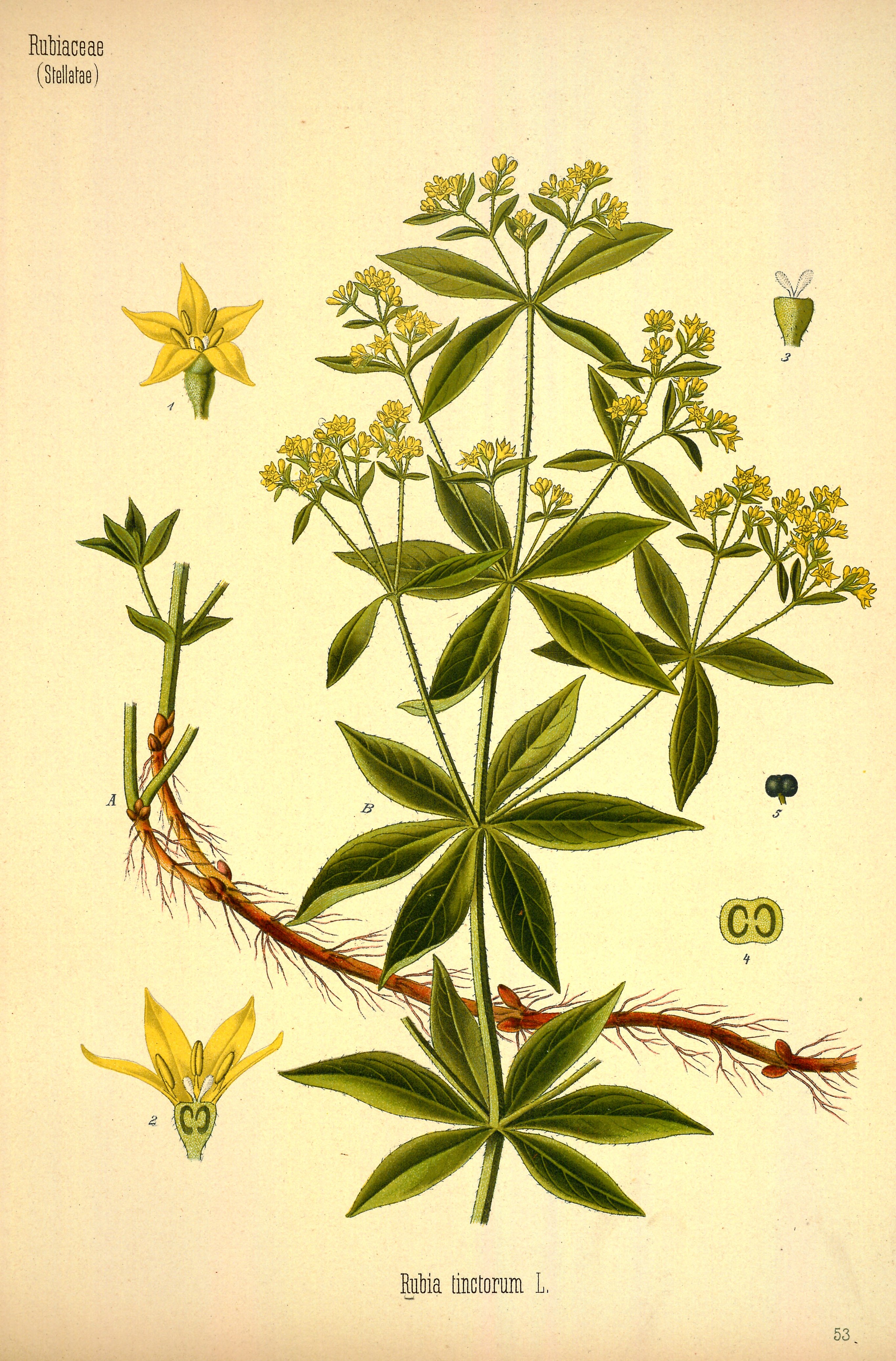 Botanical Illustration of Madder plant