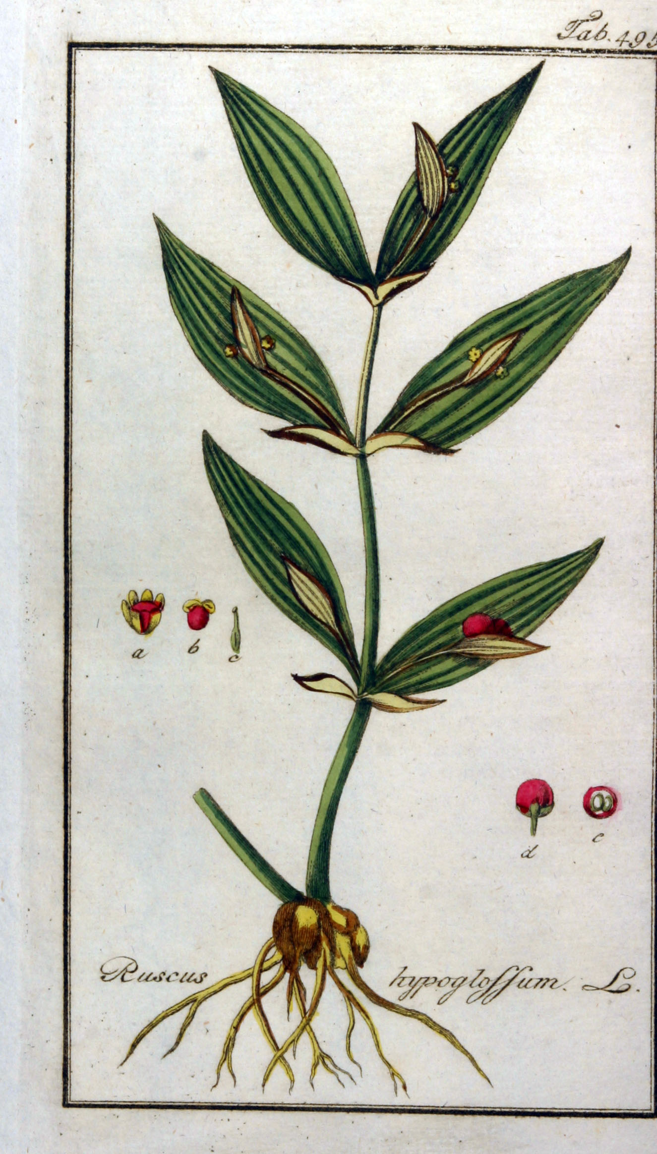 Botanical Illustration of Horse-Tongue plant