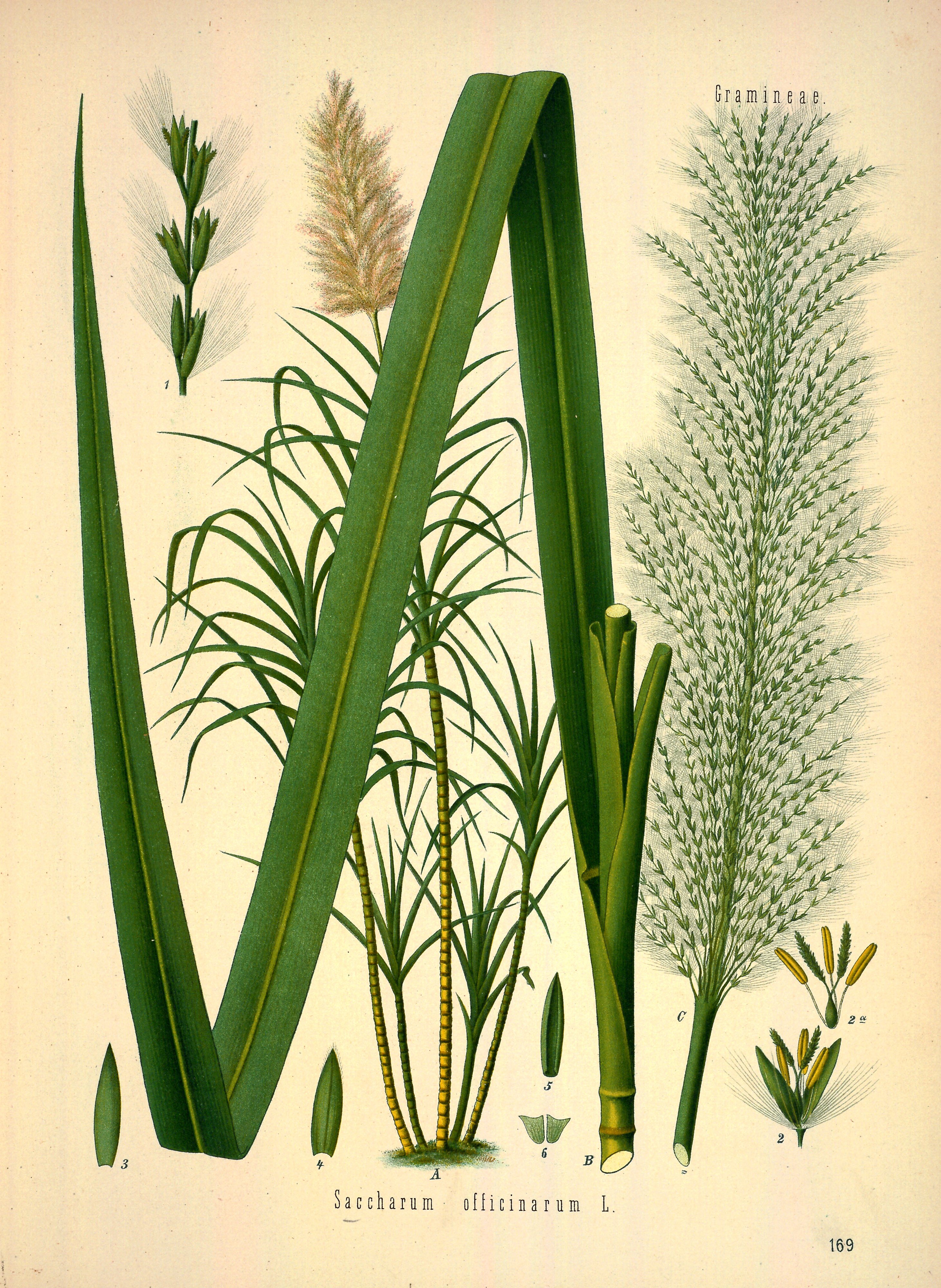 Botanical Illustration of Sugarcane plant