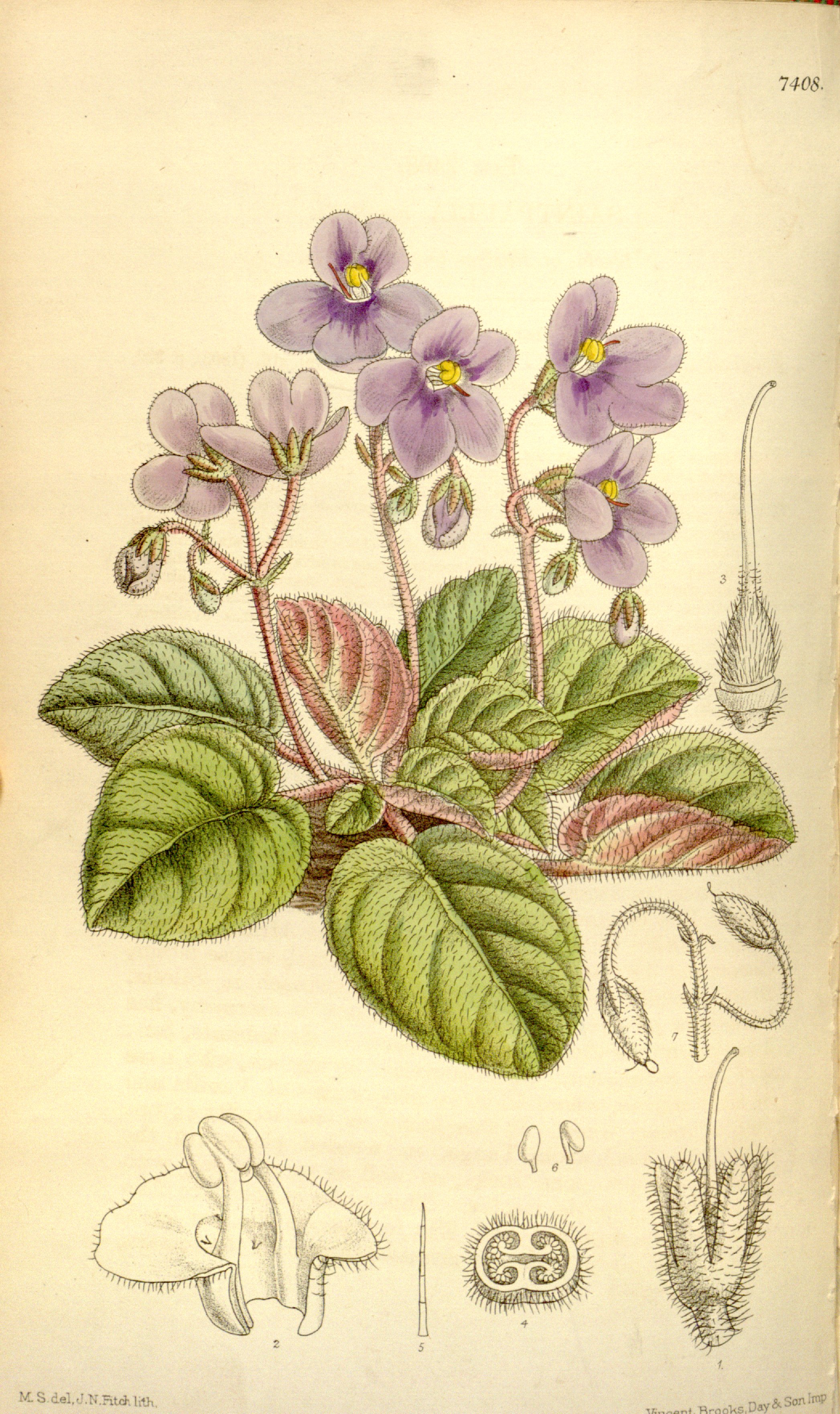 Botanical Illustration of African Violet plant