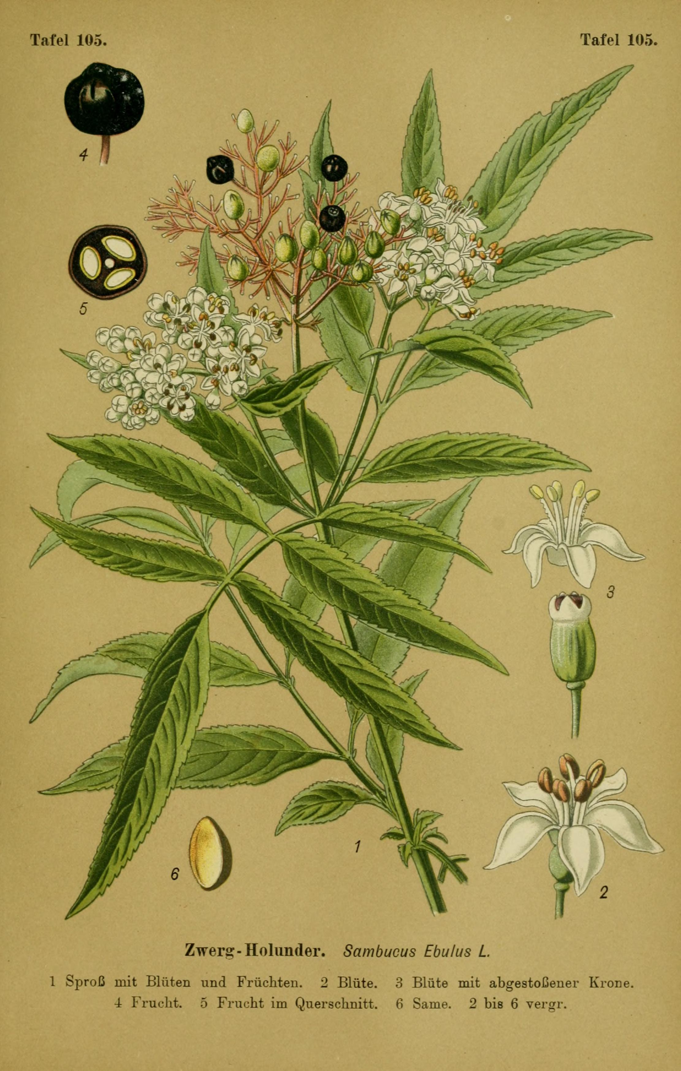 Botanical Illustration of Dwarf Elder plant