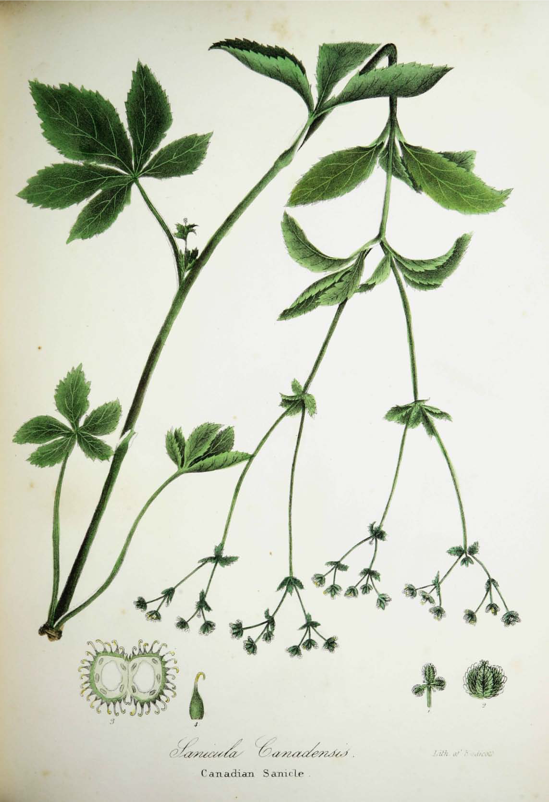 Botanical Illustration of Black Snakeroot plant