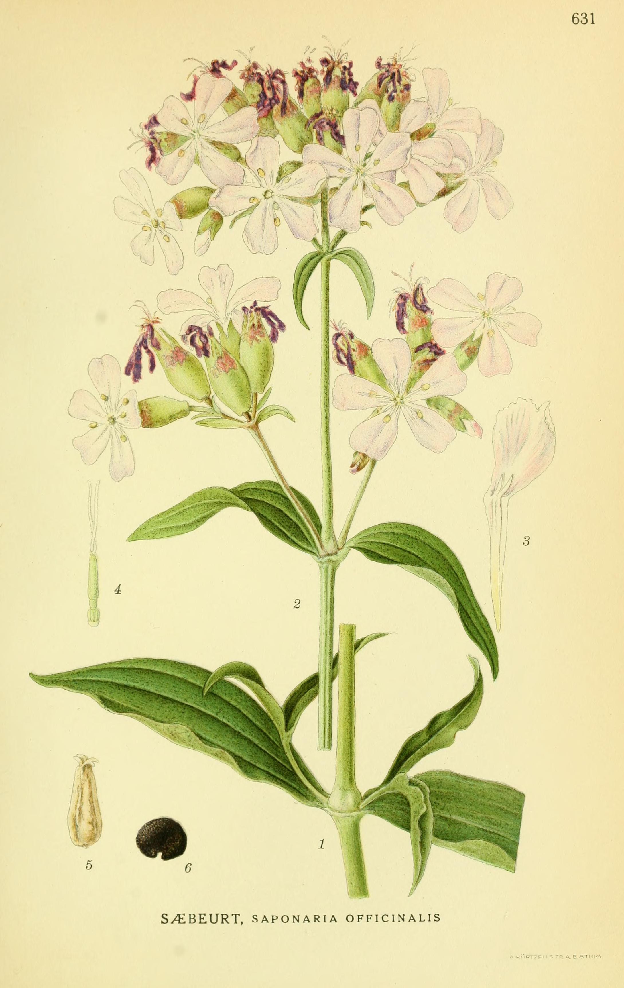 Botanical Illustration of Soapwort plant
