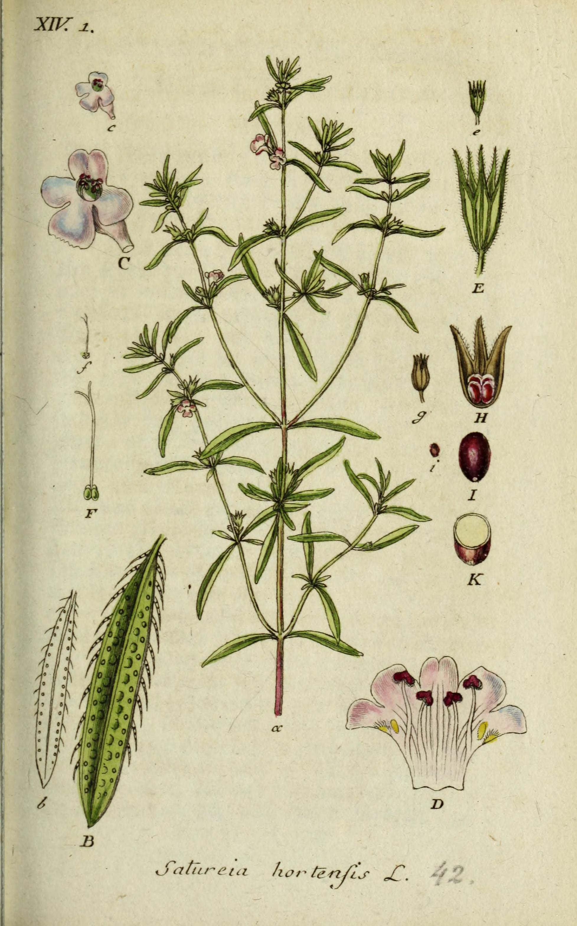 Botanical Illustration of Summer Savory plant