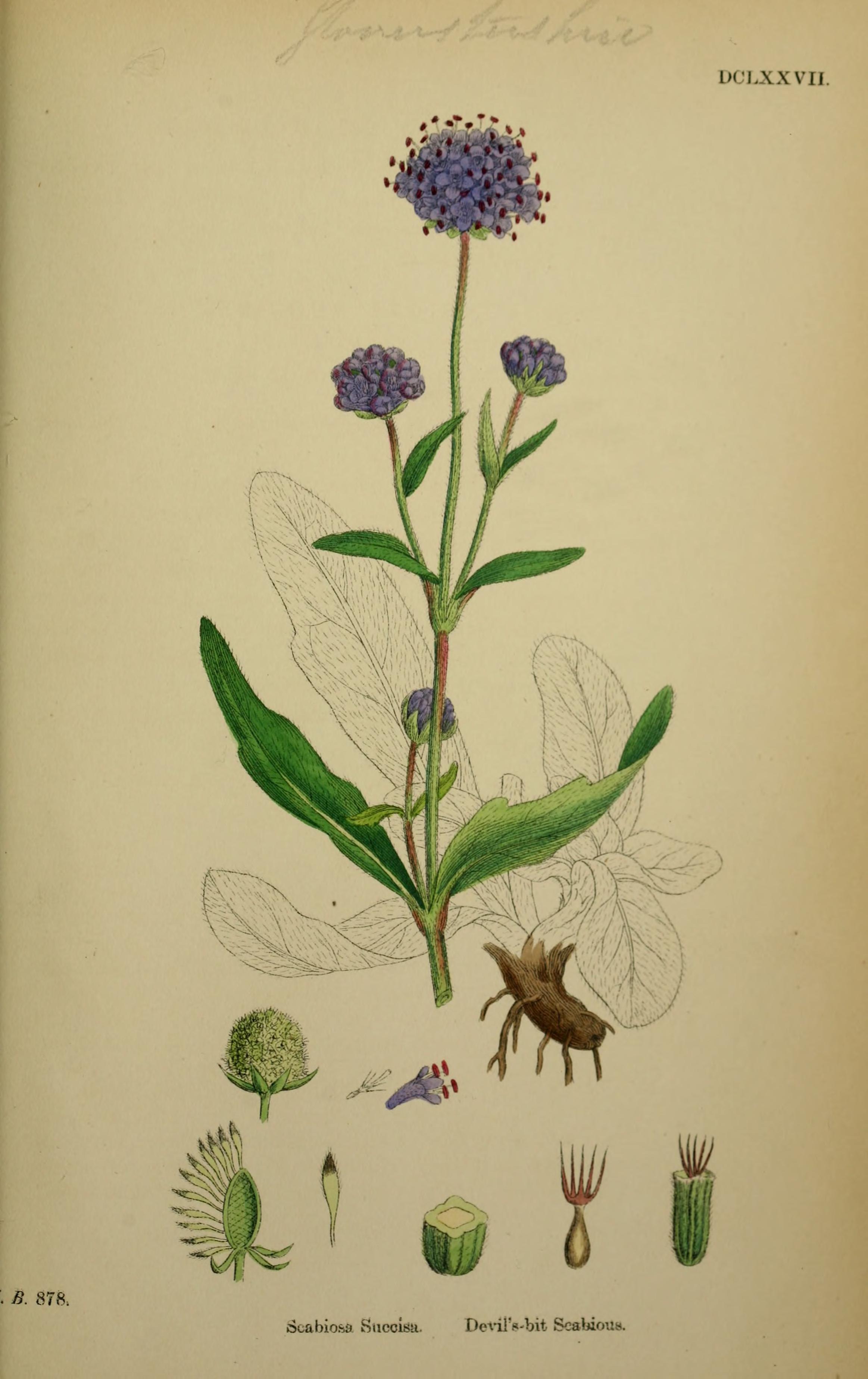 Botanical Illustration of Devil's Bit plant