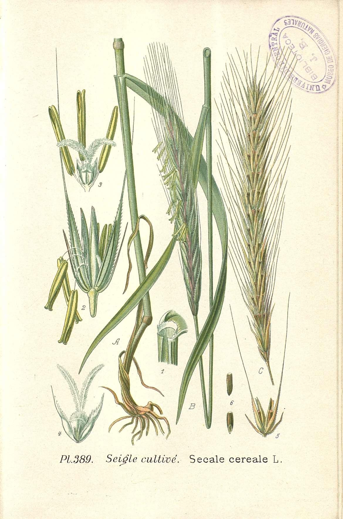 Botanical Illustration of Rye plant