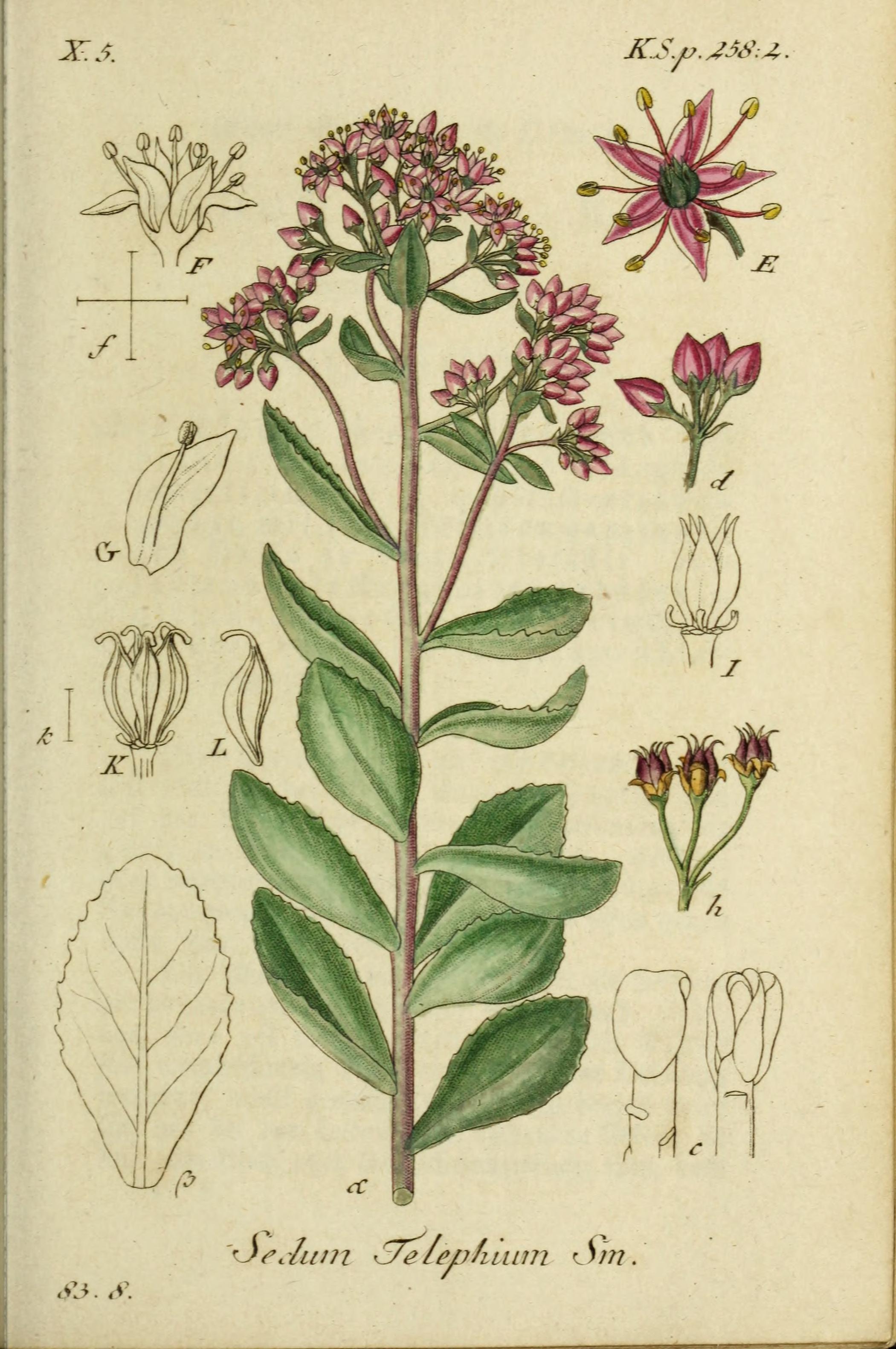 Botanical Illustration of Stonecrop plant