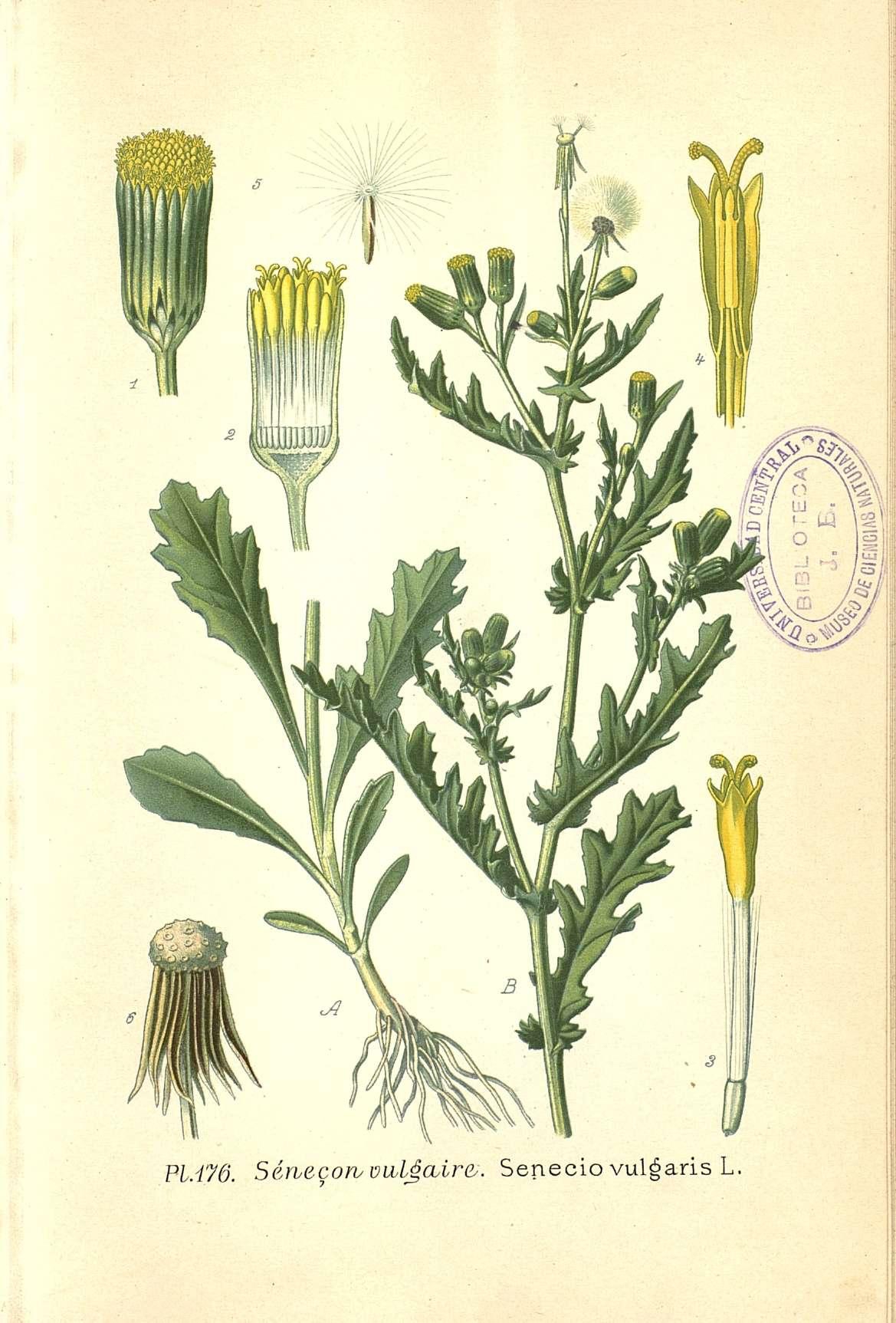 Botanical Illustration of Groundsel plant
