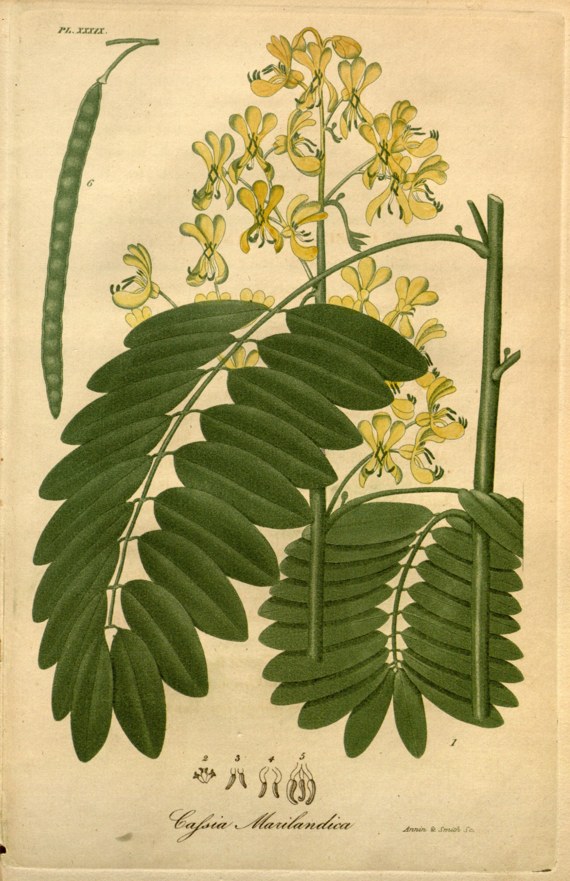 Botanical Illustration of Senna plant