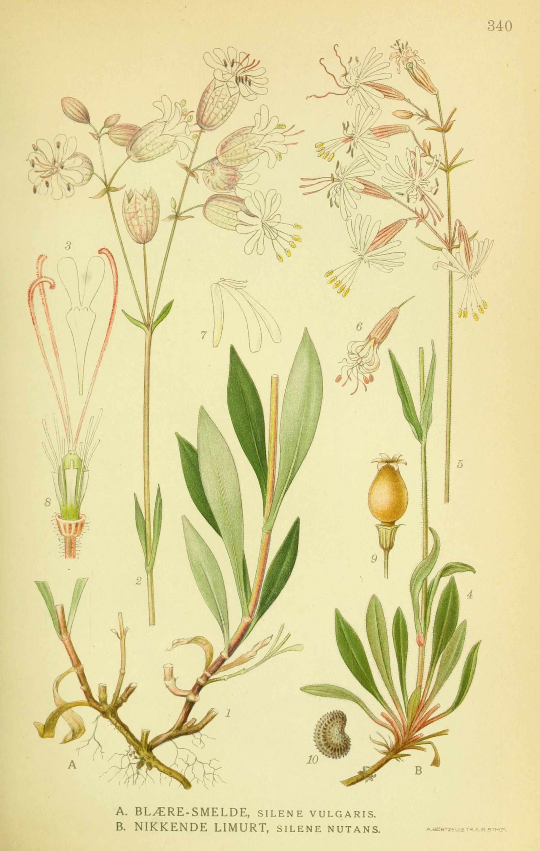 Botanical Illustration of Campion plant